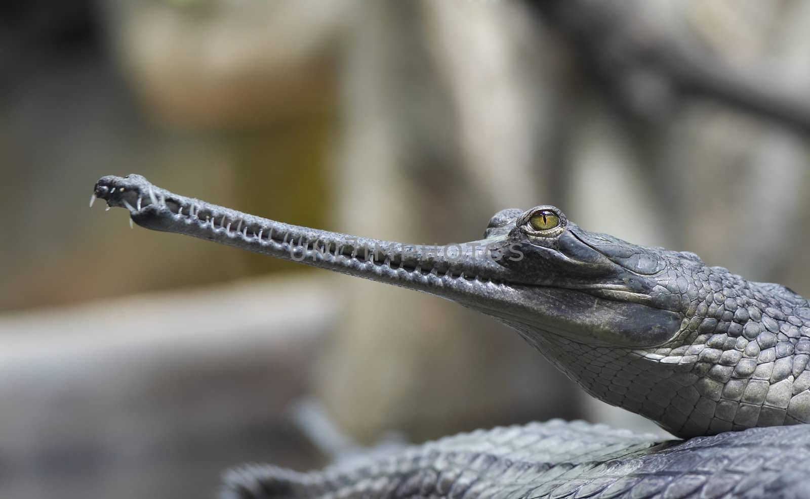 Indian gavial by Mibuch