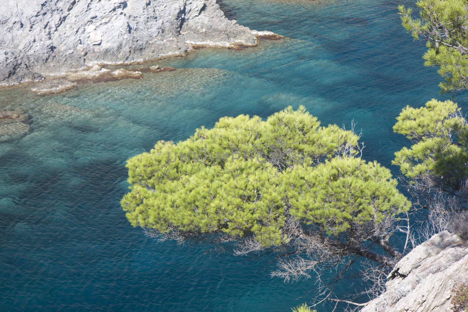 tree on the coast of southern france
