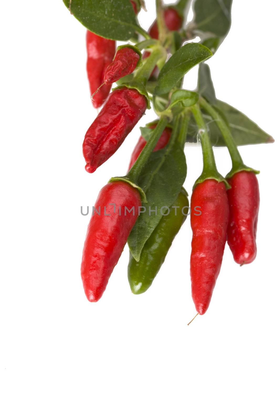 red hot chili peppers on a tree