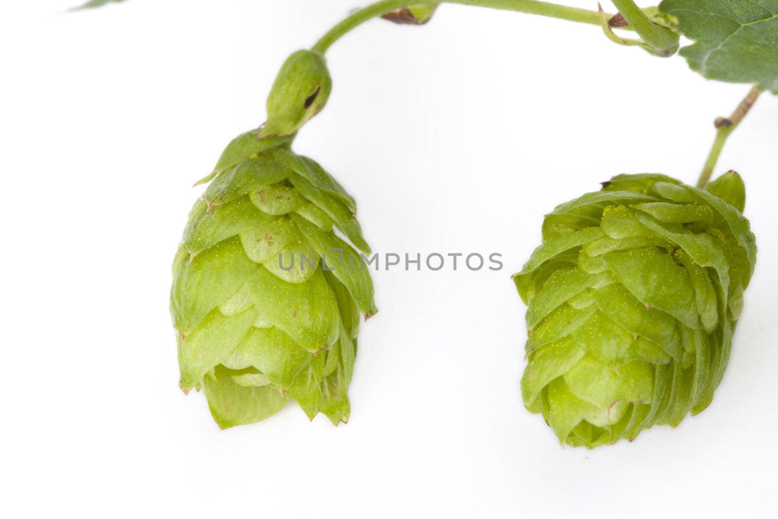 fresh green hop fruit detail isolated on white by bernjuer