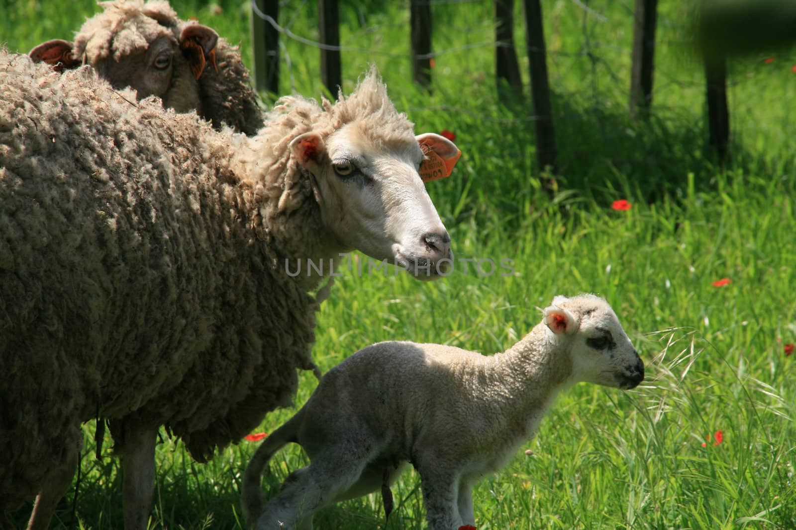 sheeps and lambs in the country field