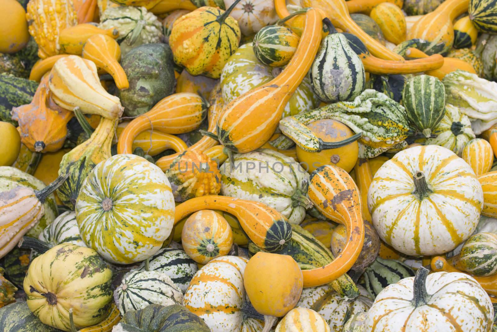 lots of pumpkins piled up by bernjuer