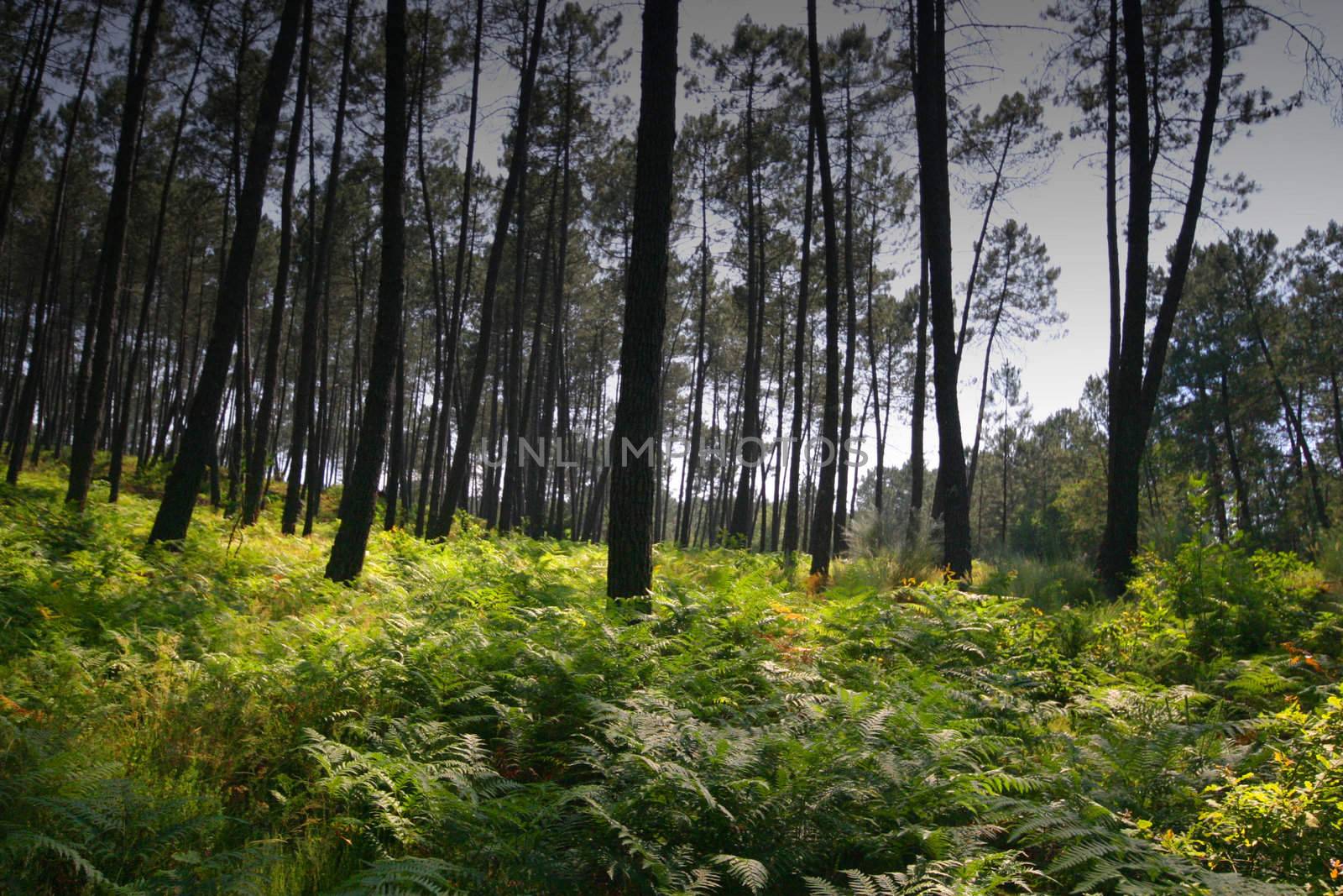 spring forest