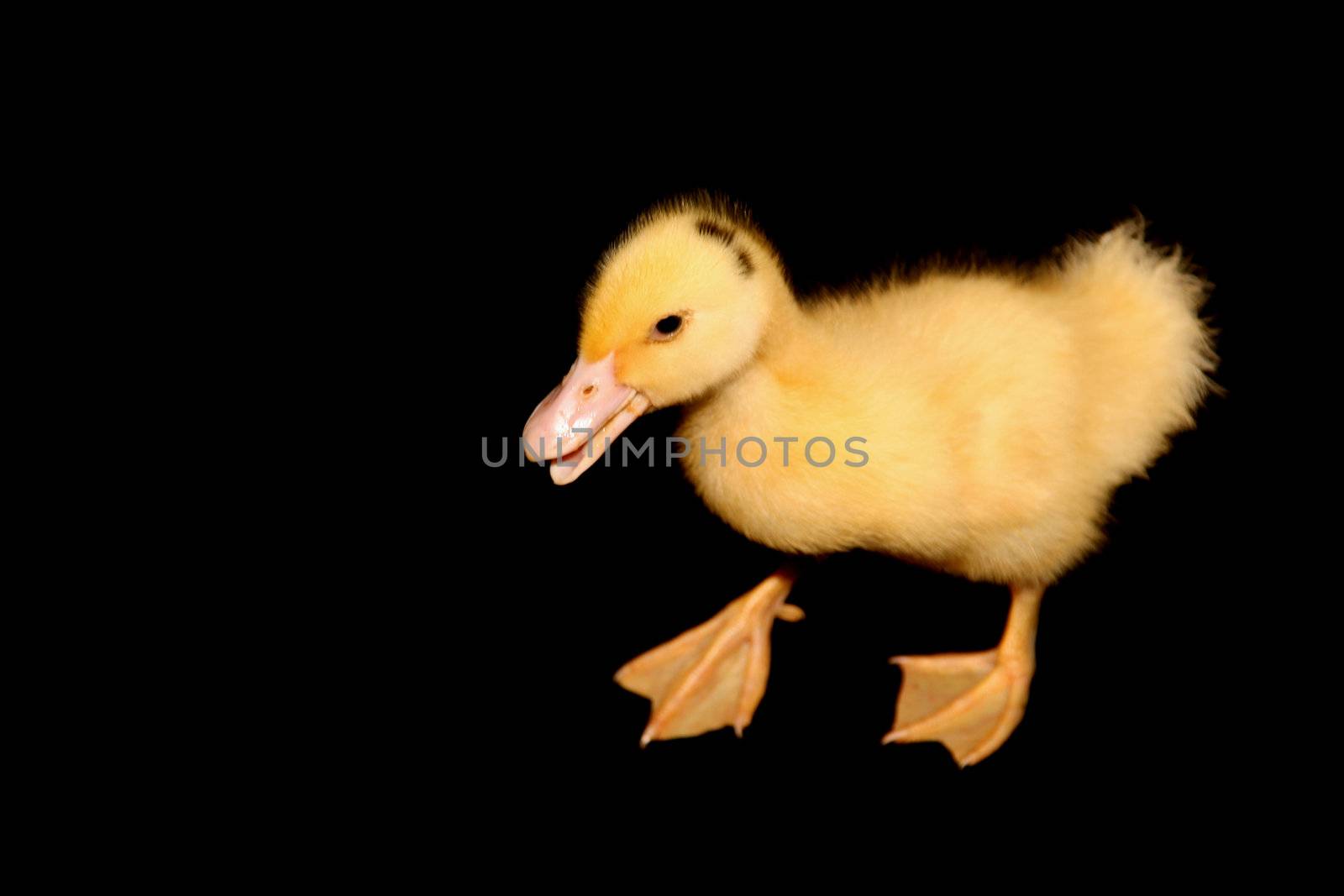 yellow duck