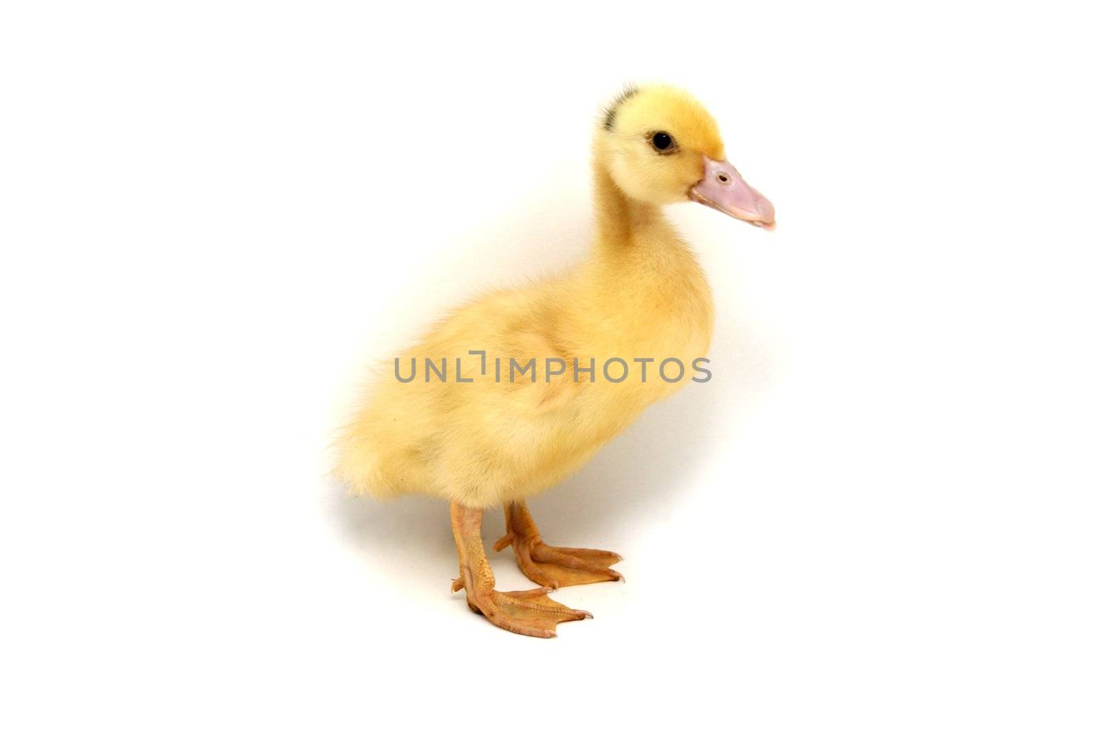 yellow duck