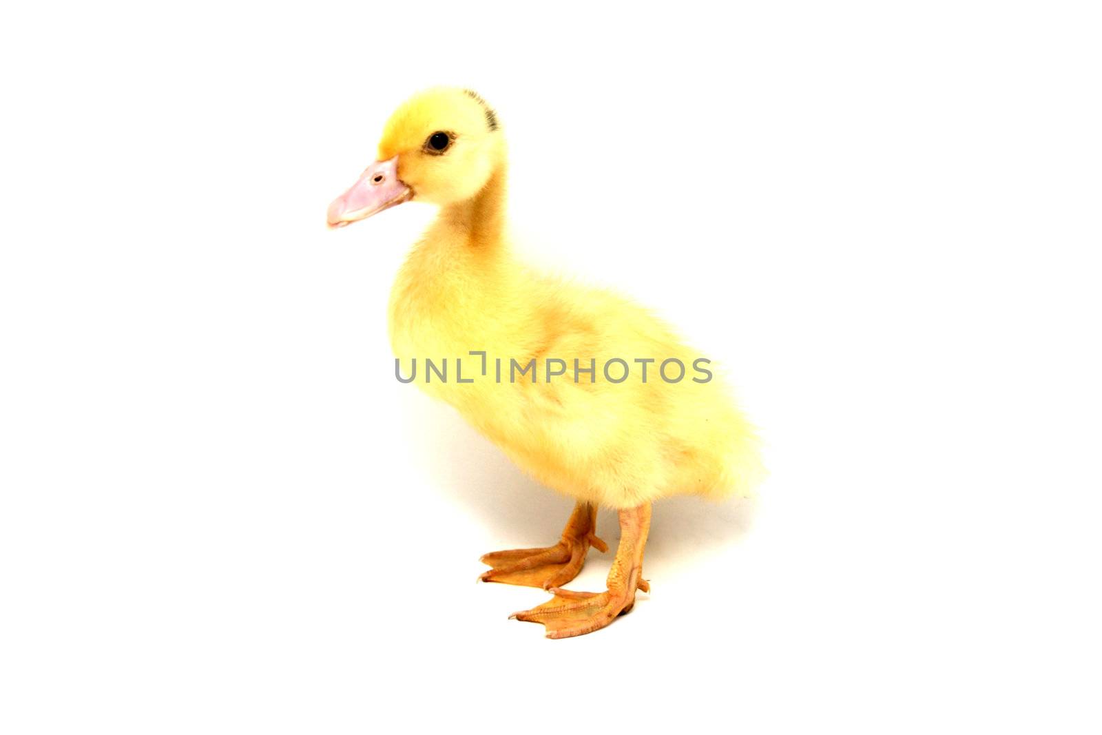 yellow duck