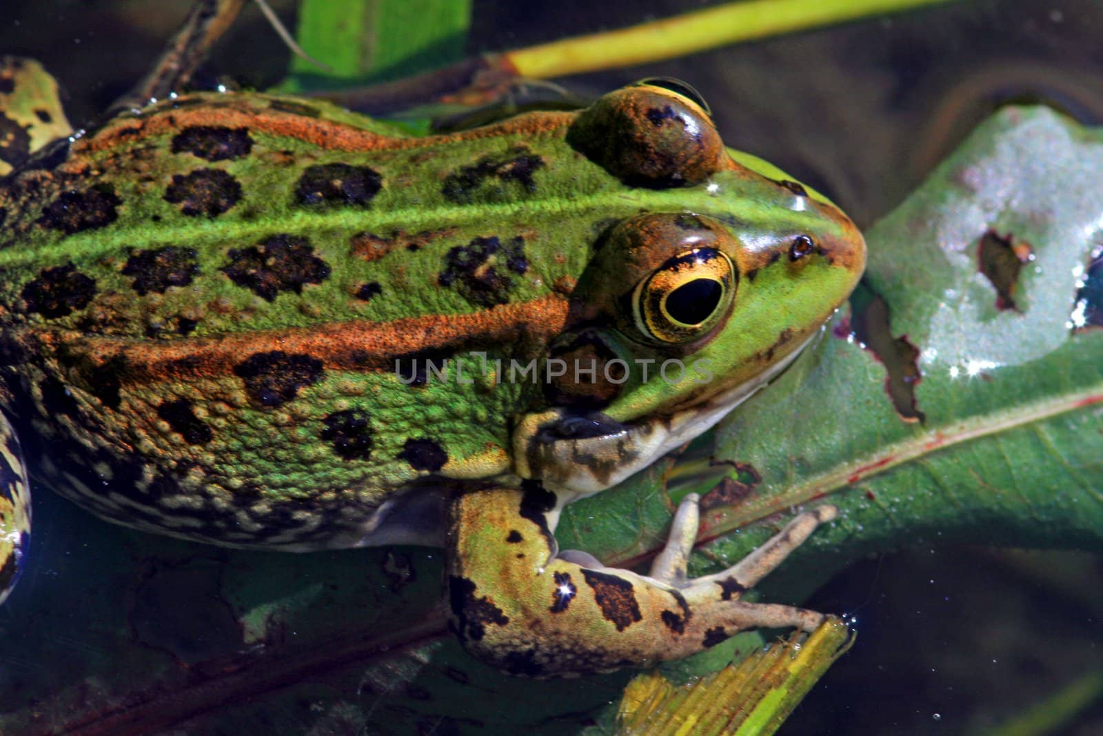 Green frog in the nature