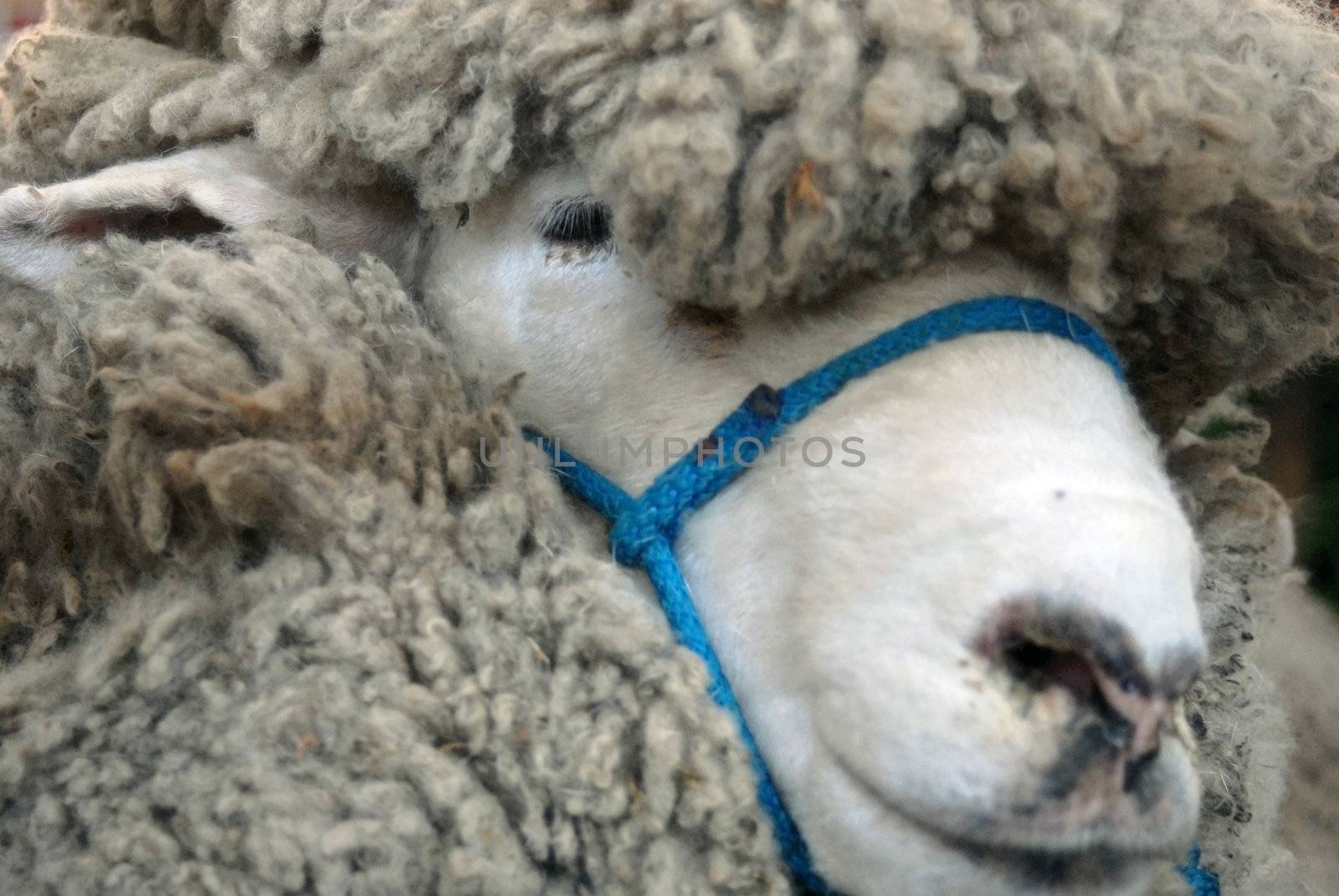 Portrait of the leader sheep breed prize 
