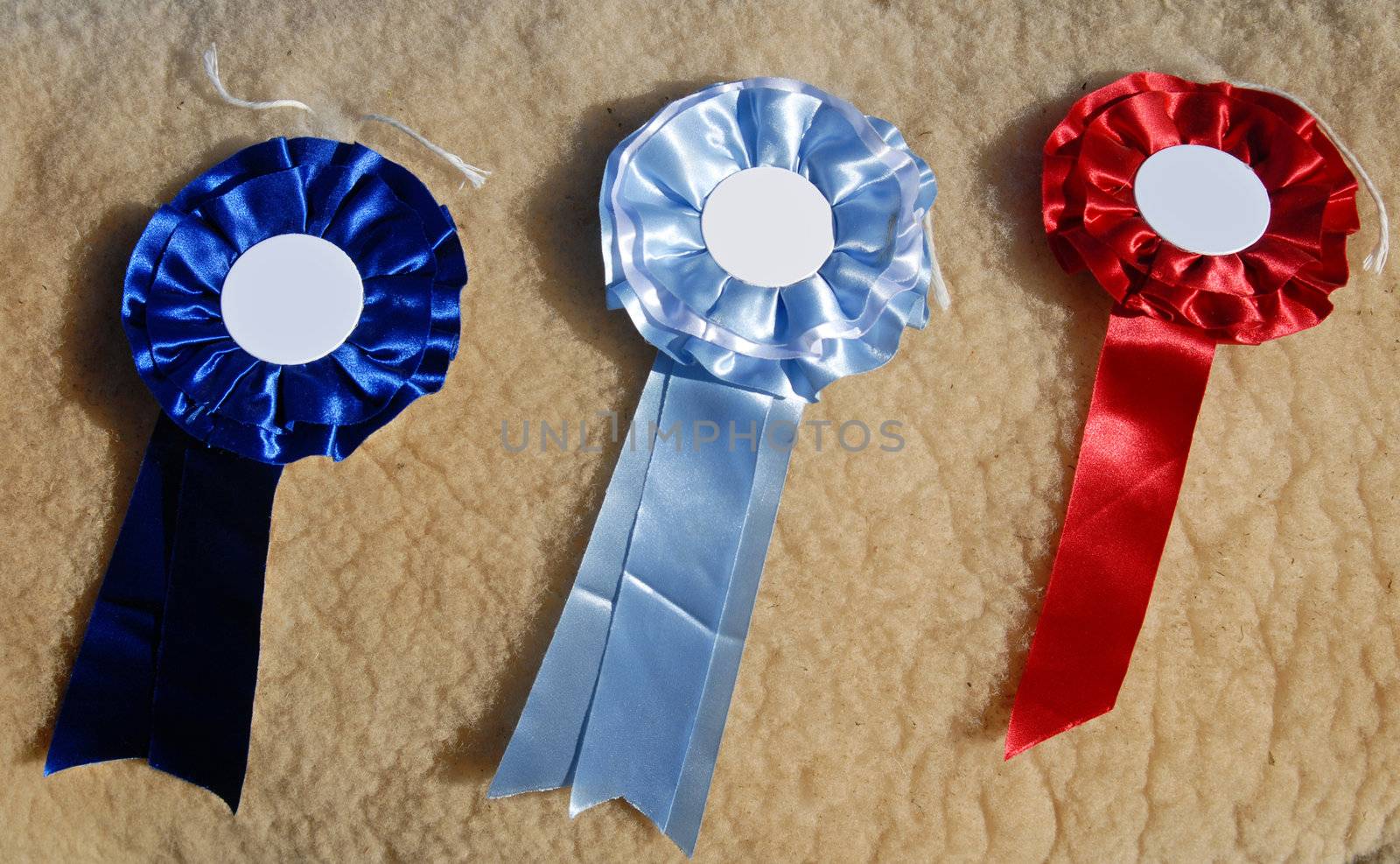 Leading prizes sheep breed champion