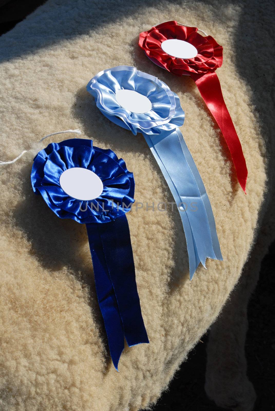 Prizes of the sheep breed champion. 