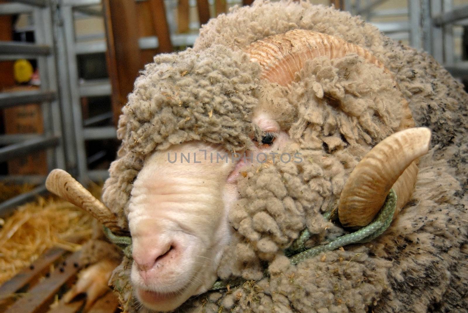 Portrait of the leader sheep breed prize 
