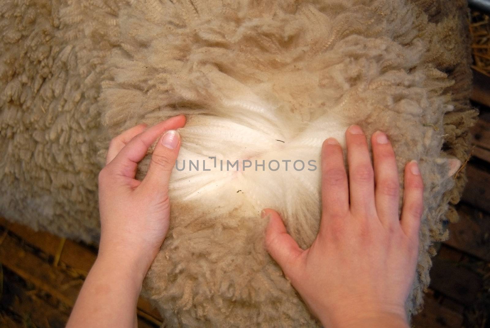 Sheepskin being separated by hands of a woman, showing how clean and white  the wool is