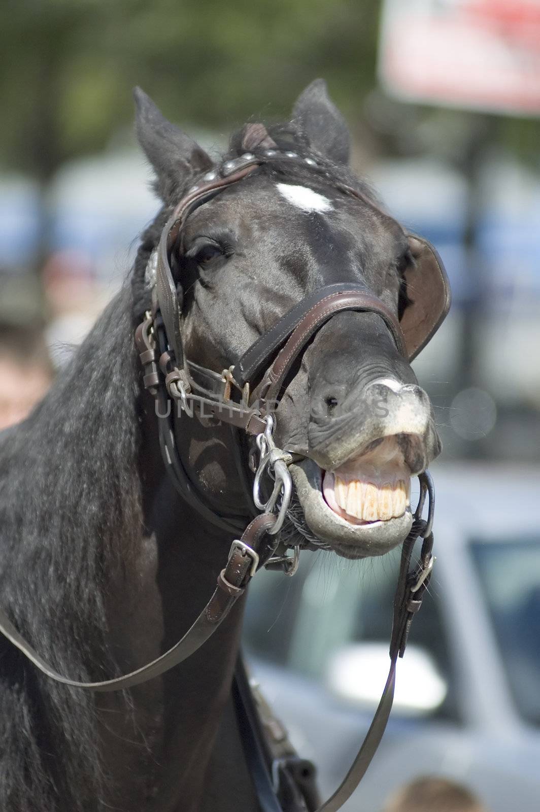 close-up of a black horse showing his teeth