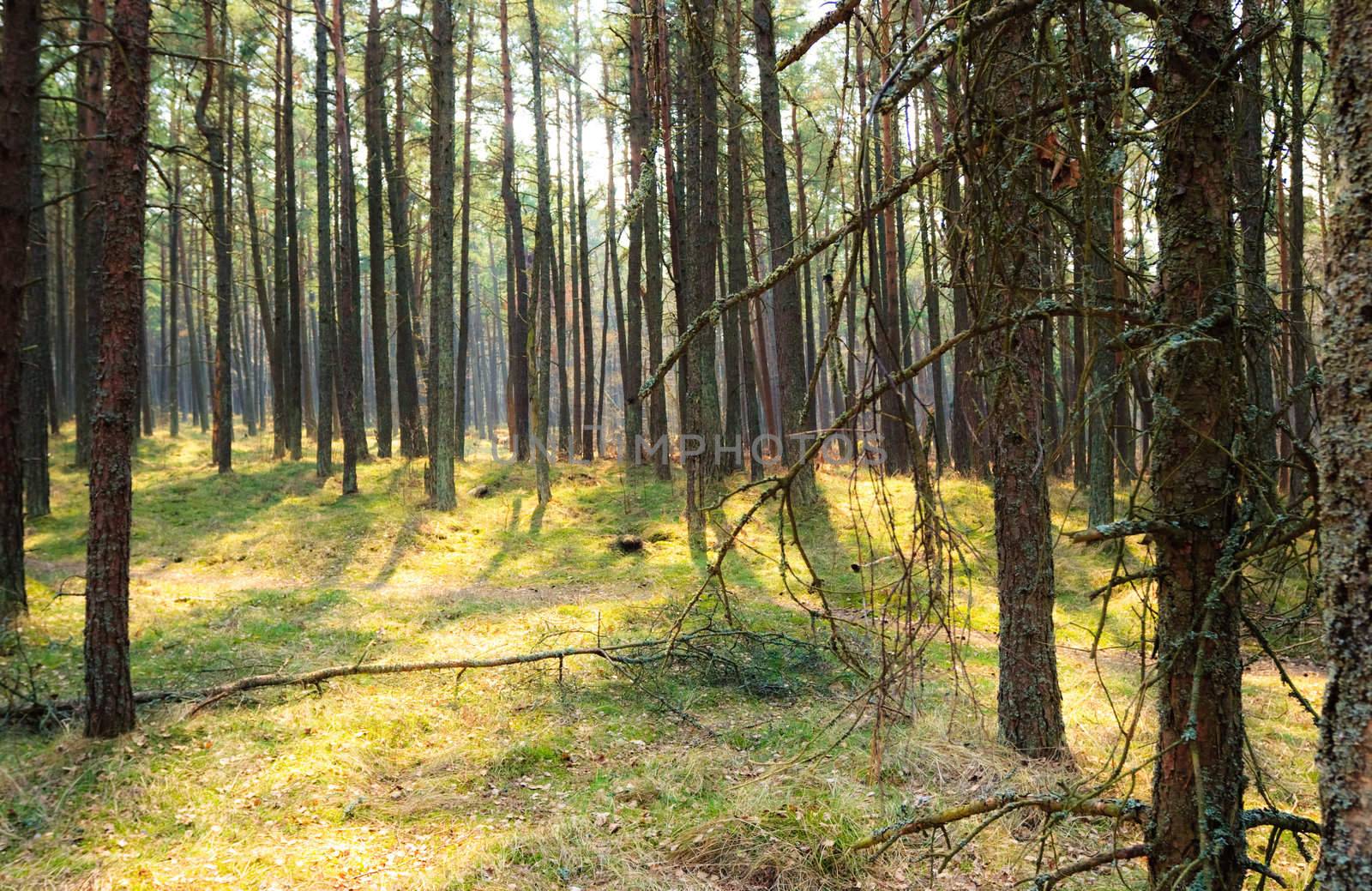 Sunny pine forest at Curonian Spit