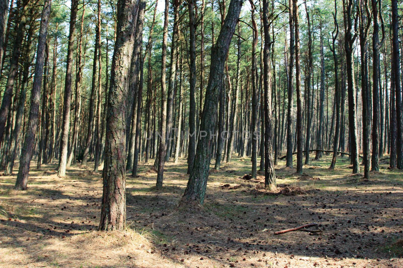 Sunny pine forest at Curonian Spit