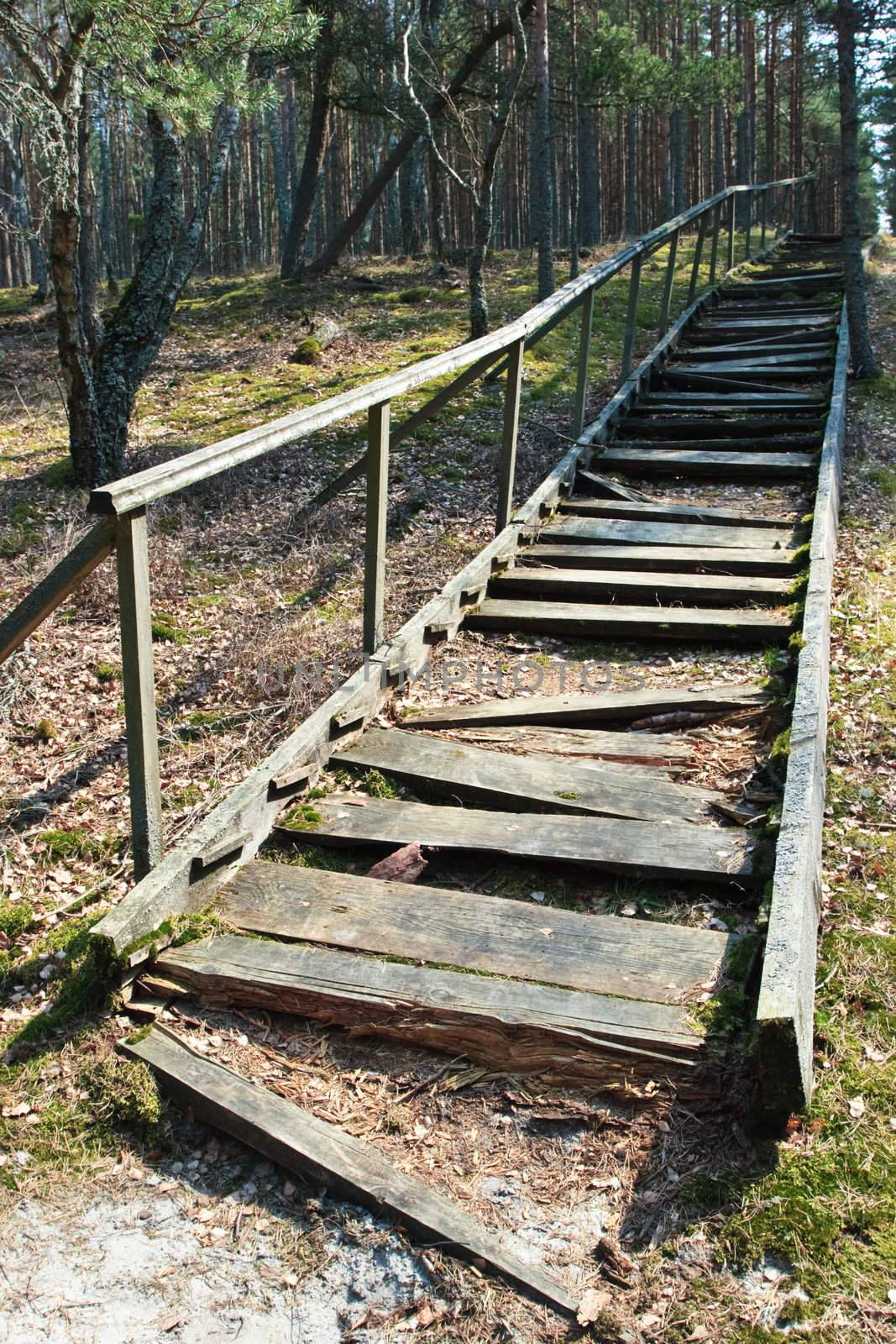 Broken weathered wooden stairs at pine forest