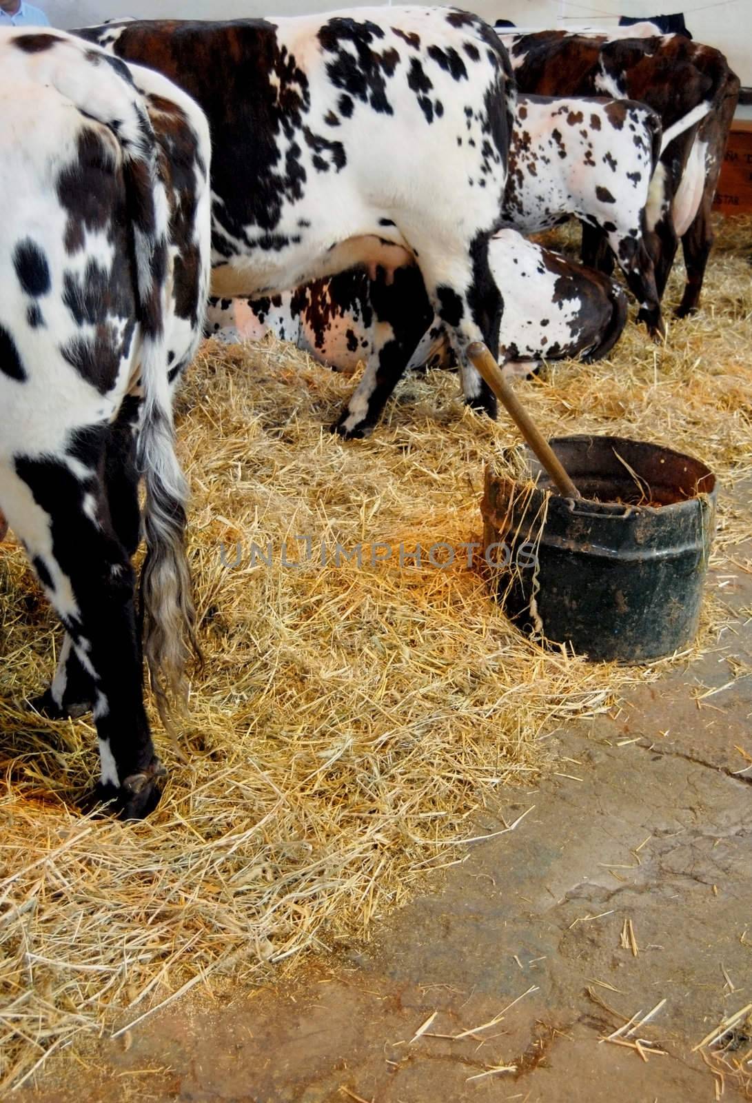 Cows at feeding time on the dairy farm. Rear view