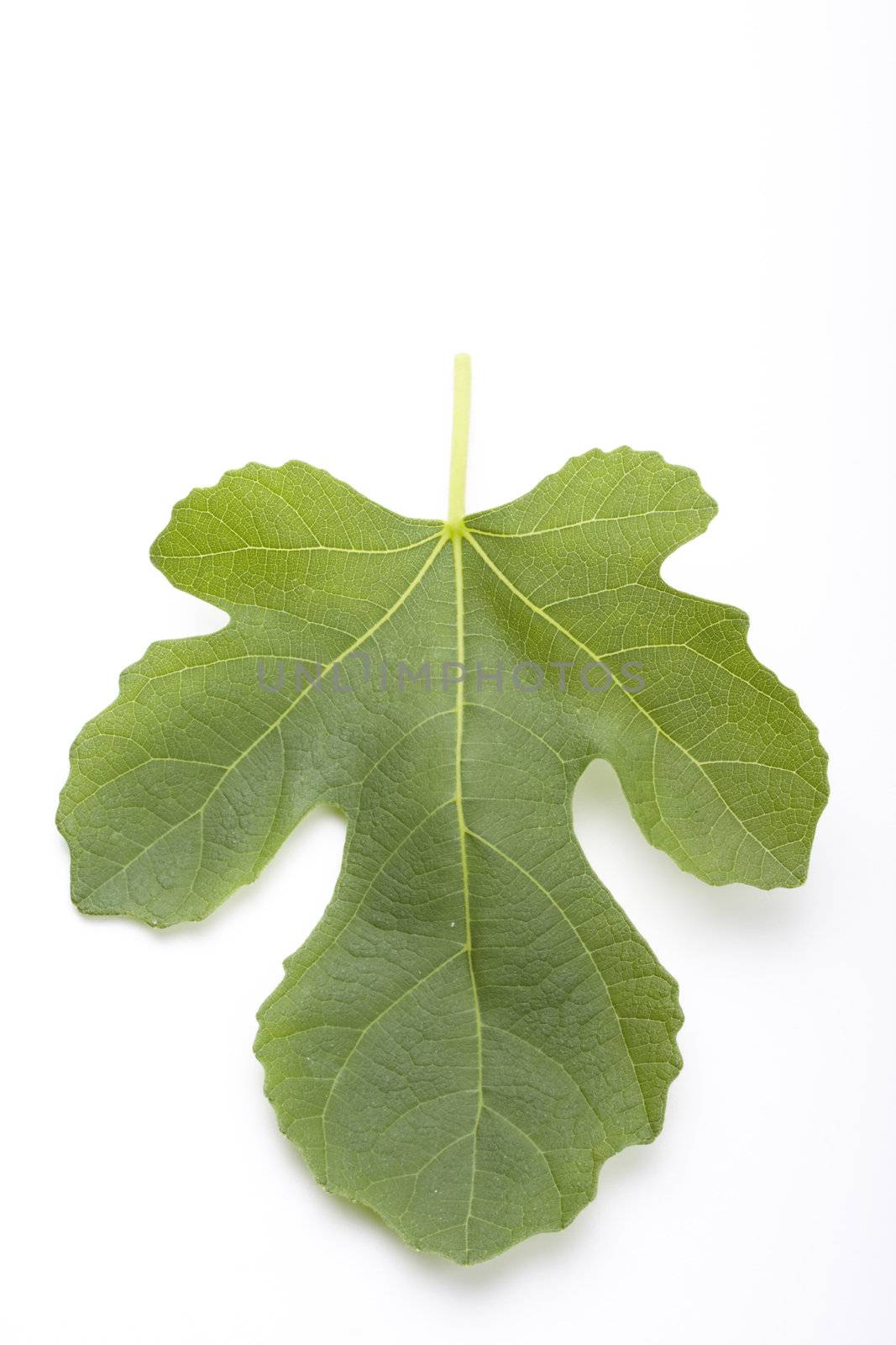 fig leaf on white background by bernjuer