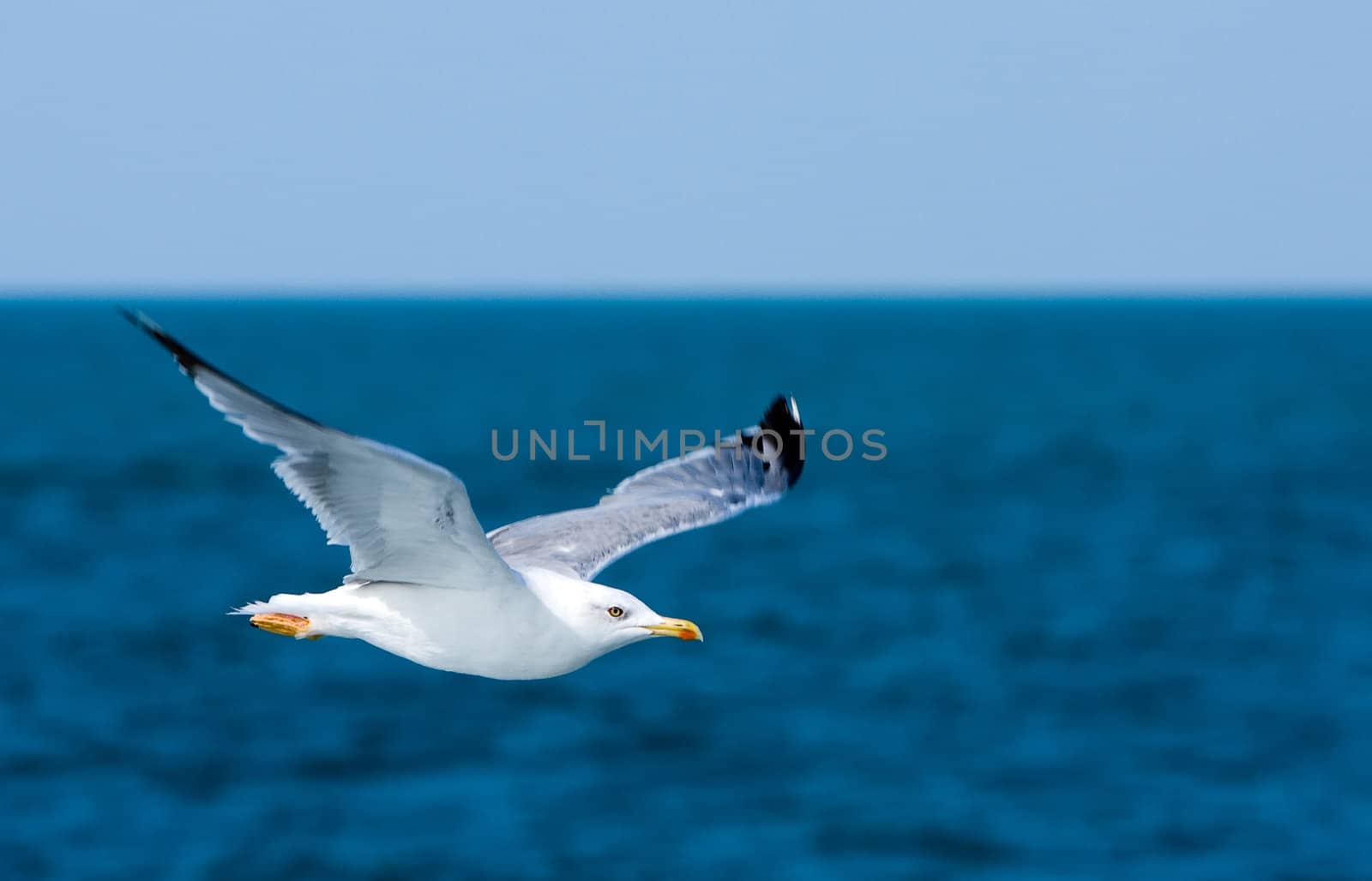 Blue sky, ocean and flaying seagull