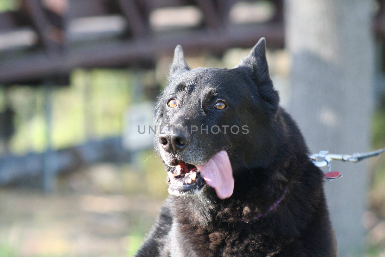 German shepherd dog outside in a park.