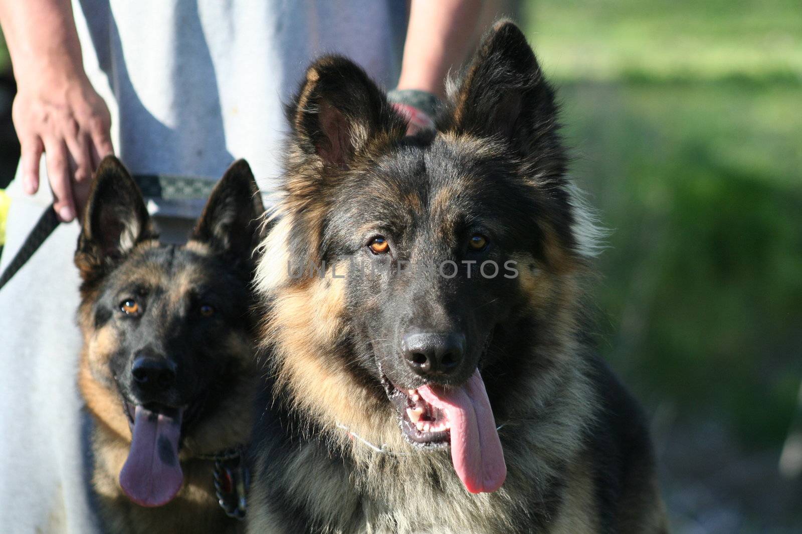 German shepherd dog outside in a park.