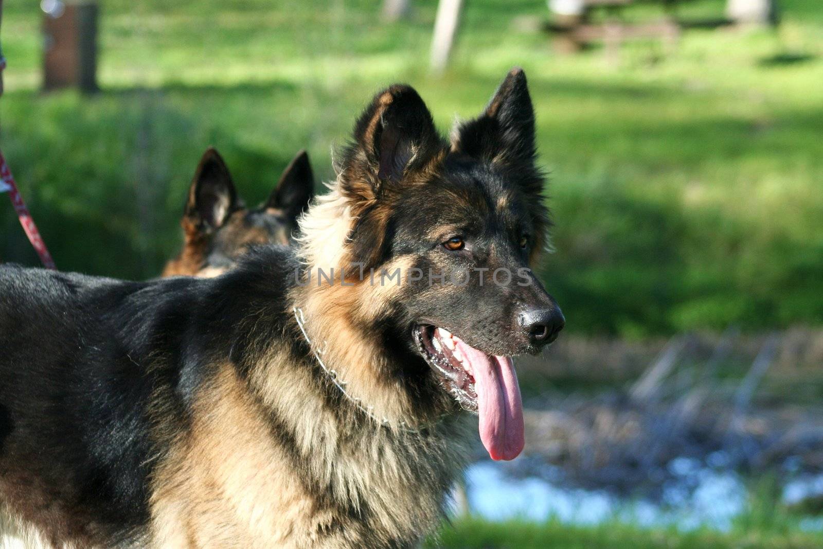 German shepherd dog outside in a park.