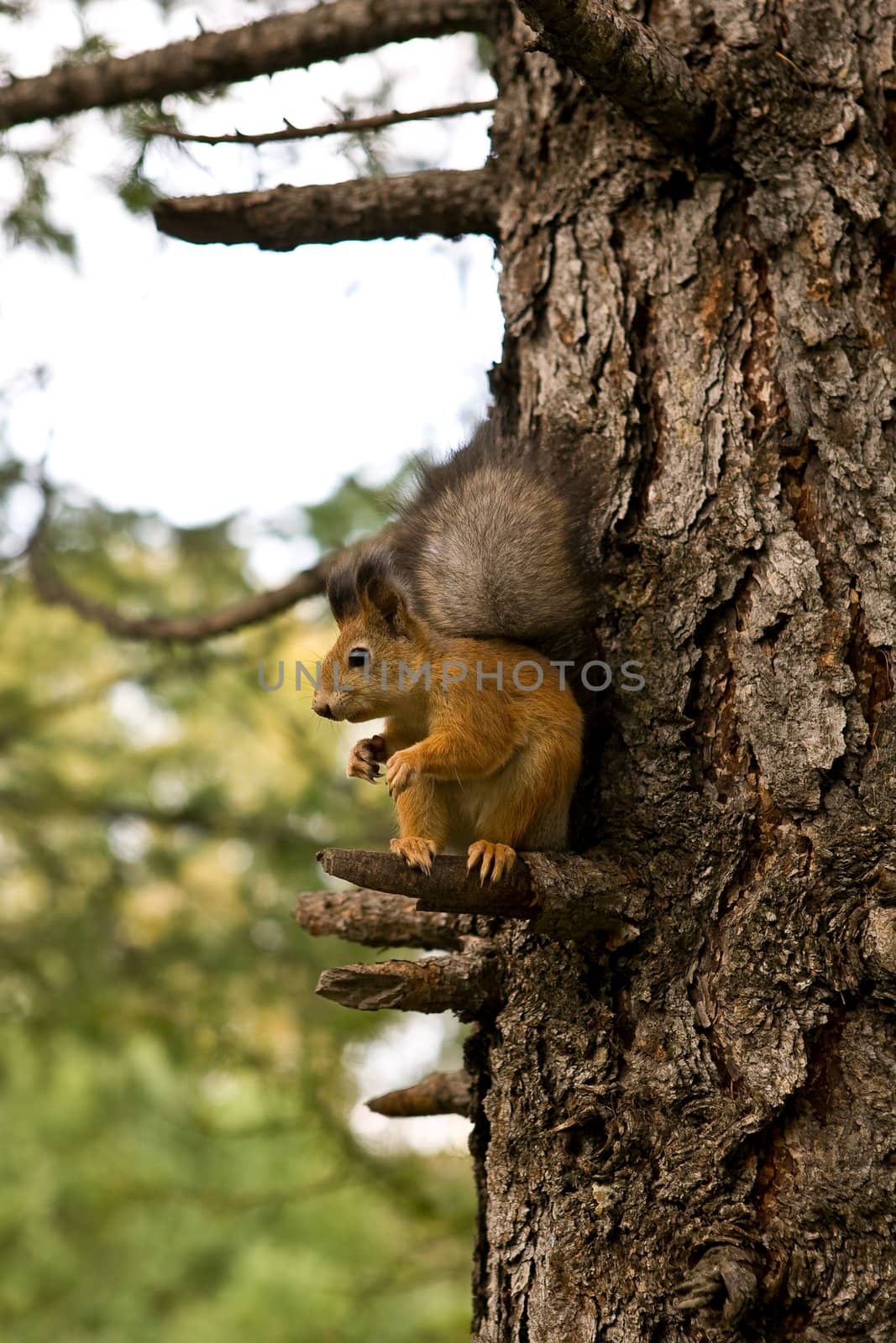 The squirrel 5 by DimasEKB