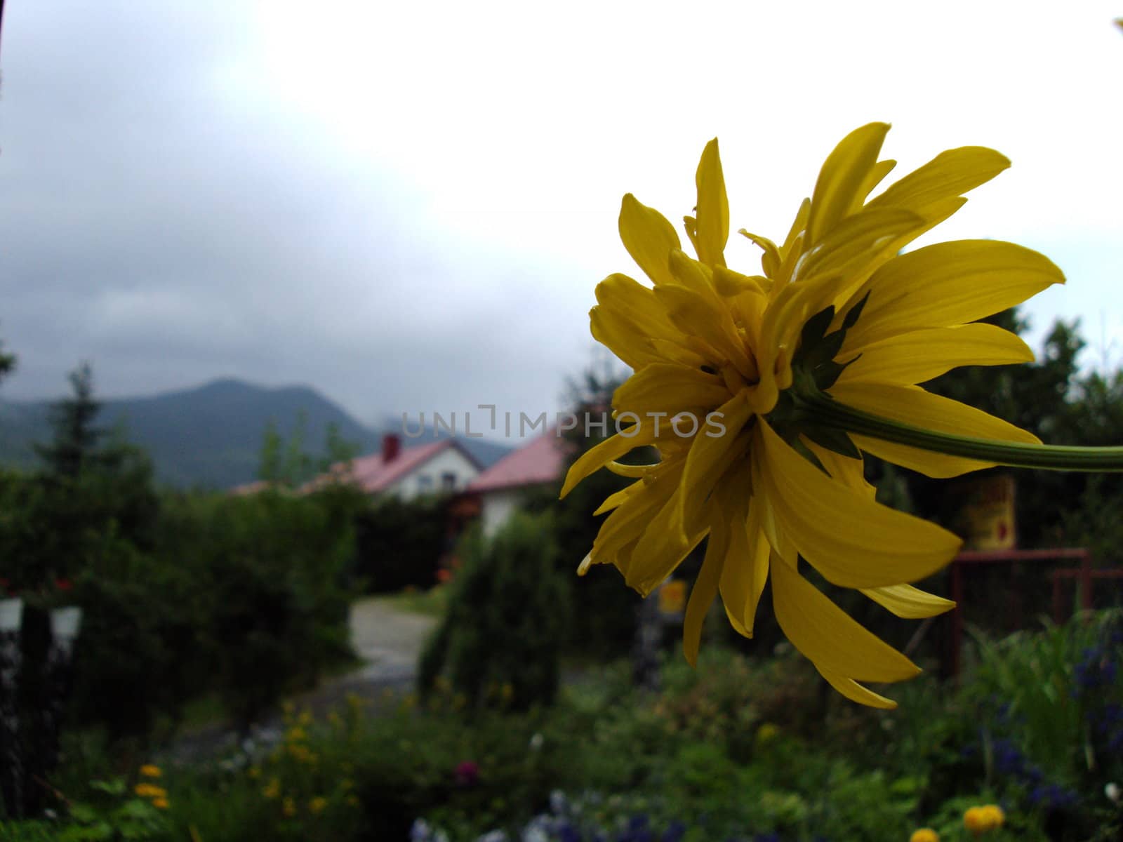 Flower in Bieszczady by pawelg