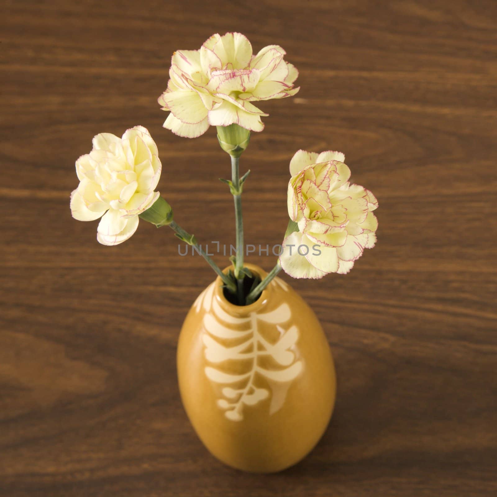 Sill life shot of three white carnations in a vase.