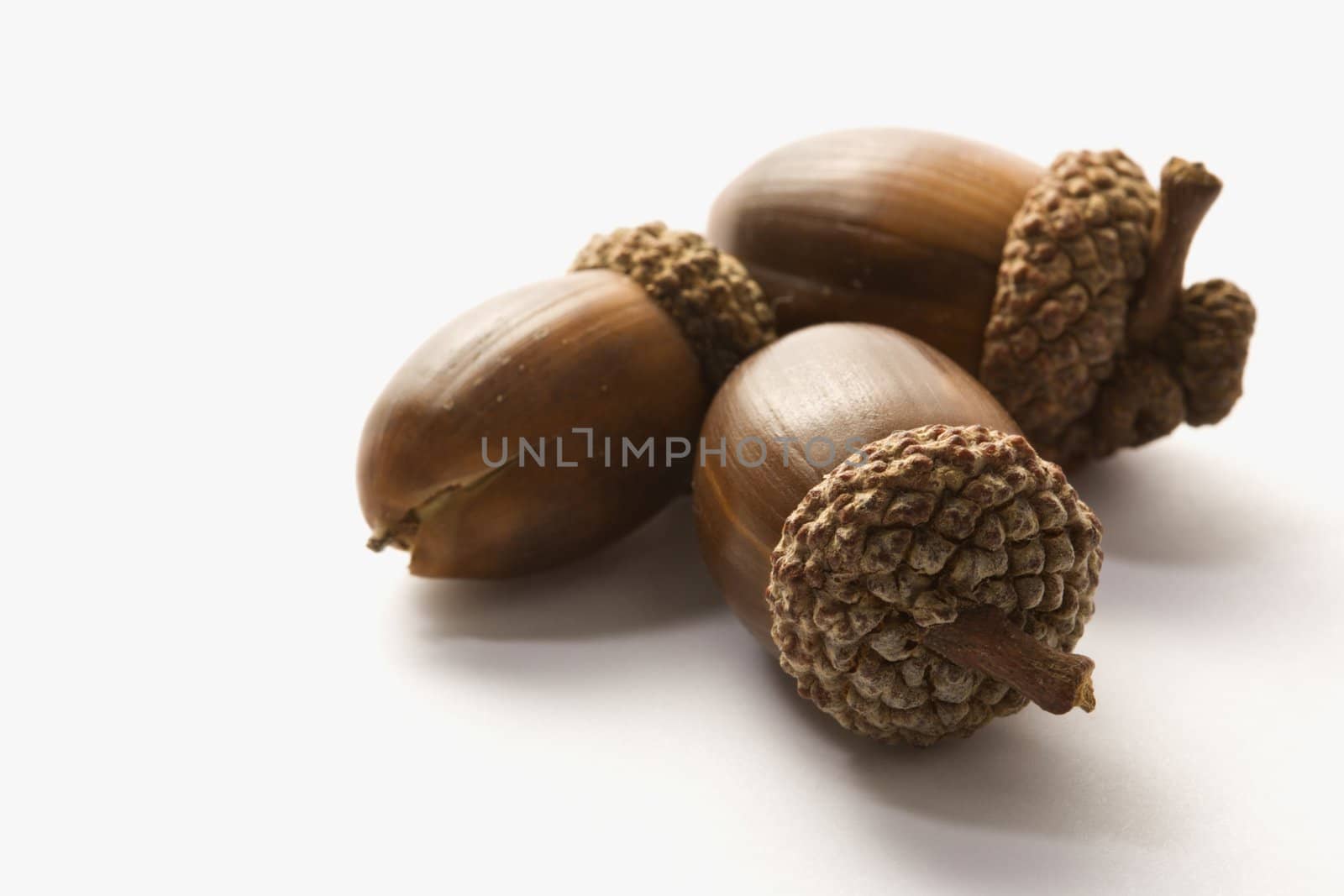 Still life of acorns. by iofoto