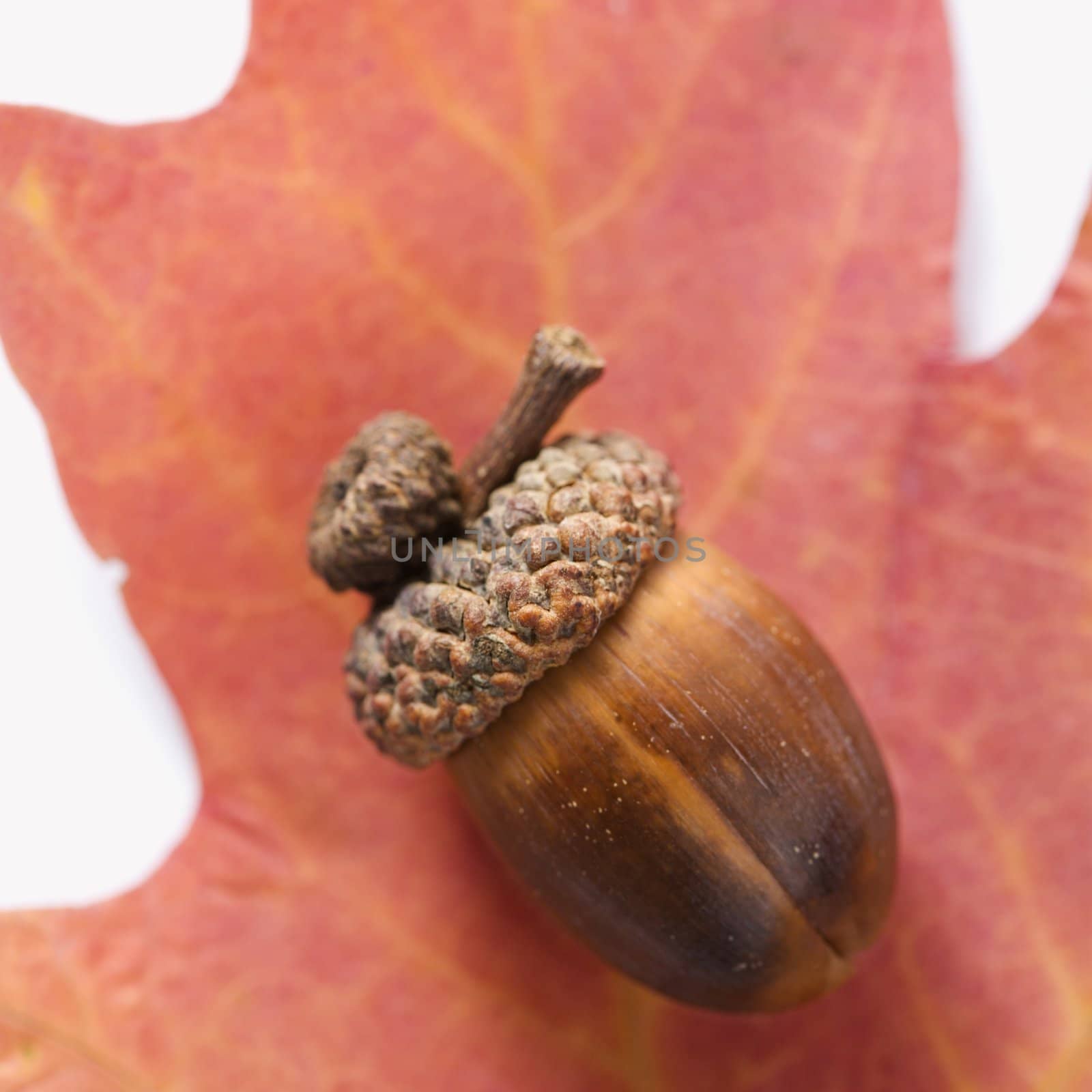 Still life of acorn on red oak leaf.