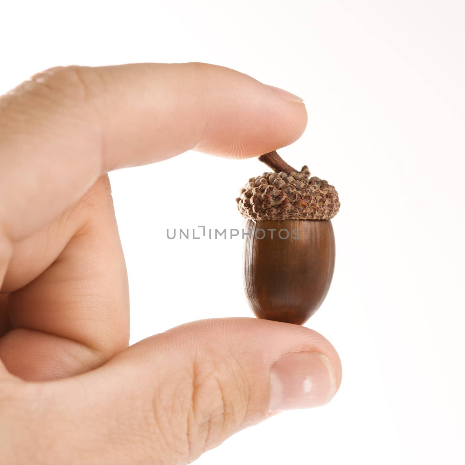 Hand holding up single acorn between two fingers.