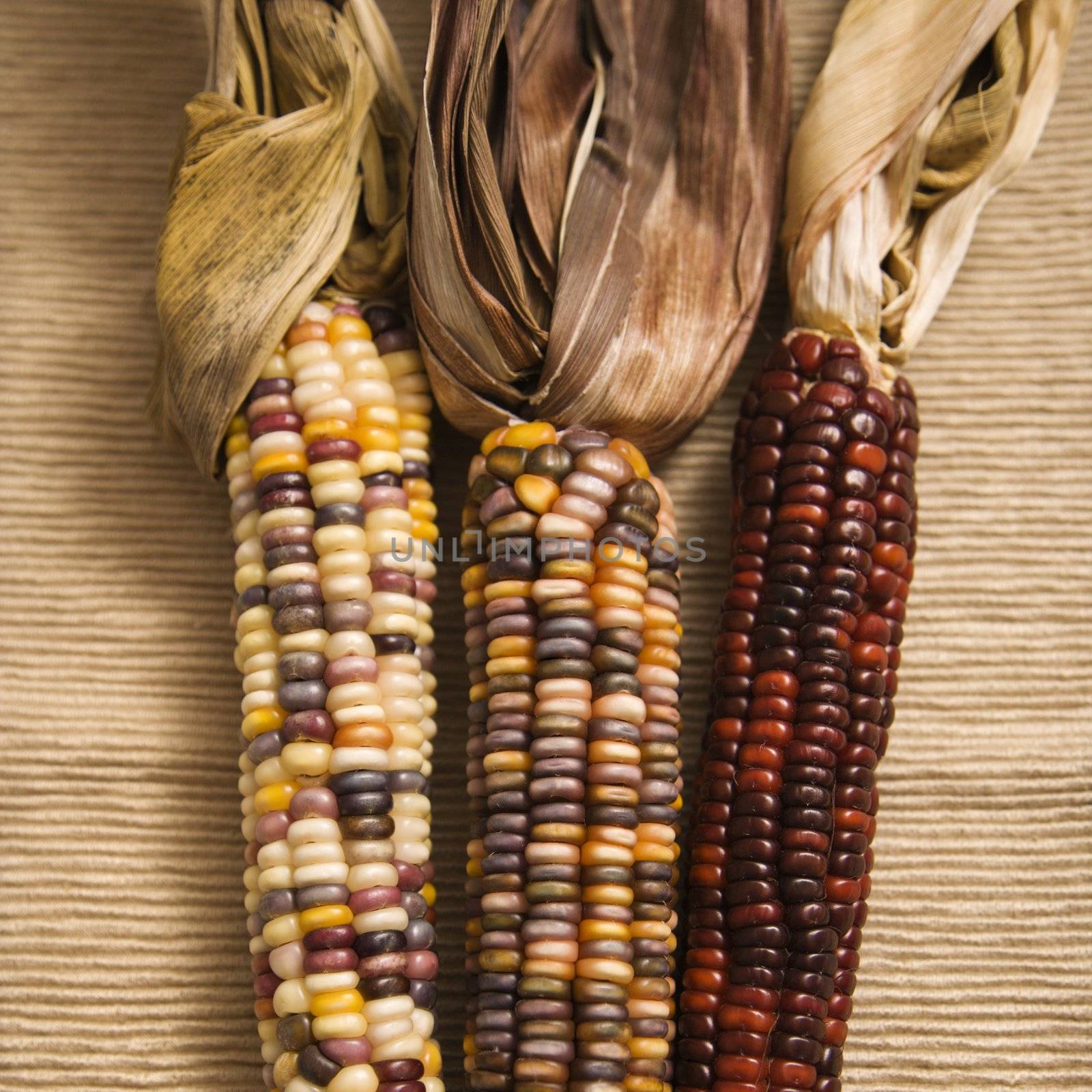 Three multicolored ears of Indian corn.