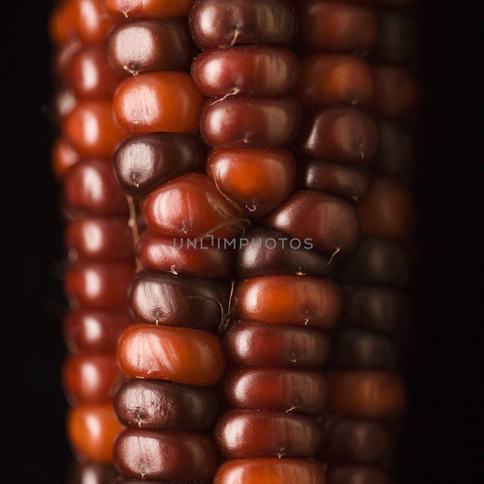 Close-up of red ear of Indian corn.