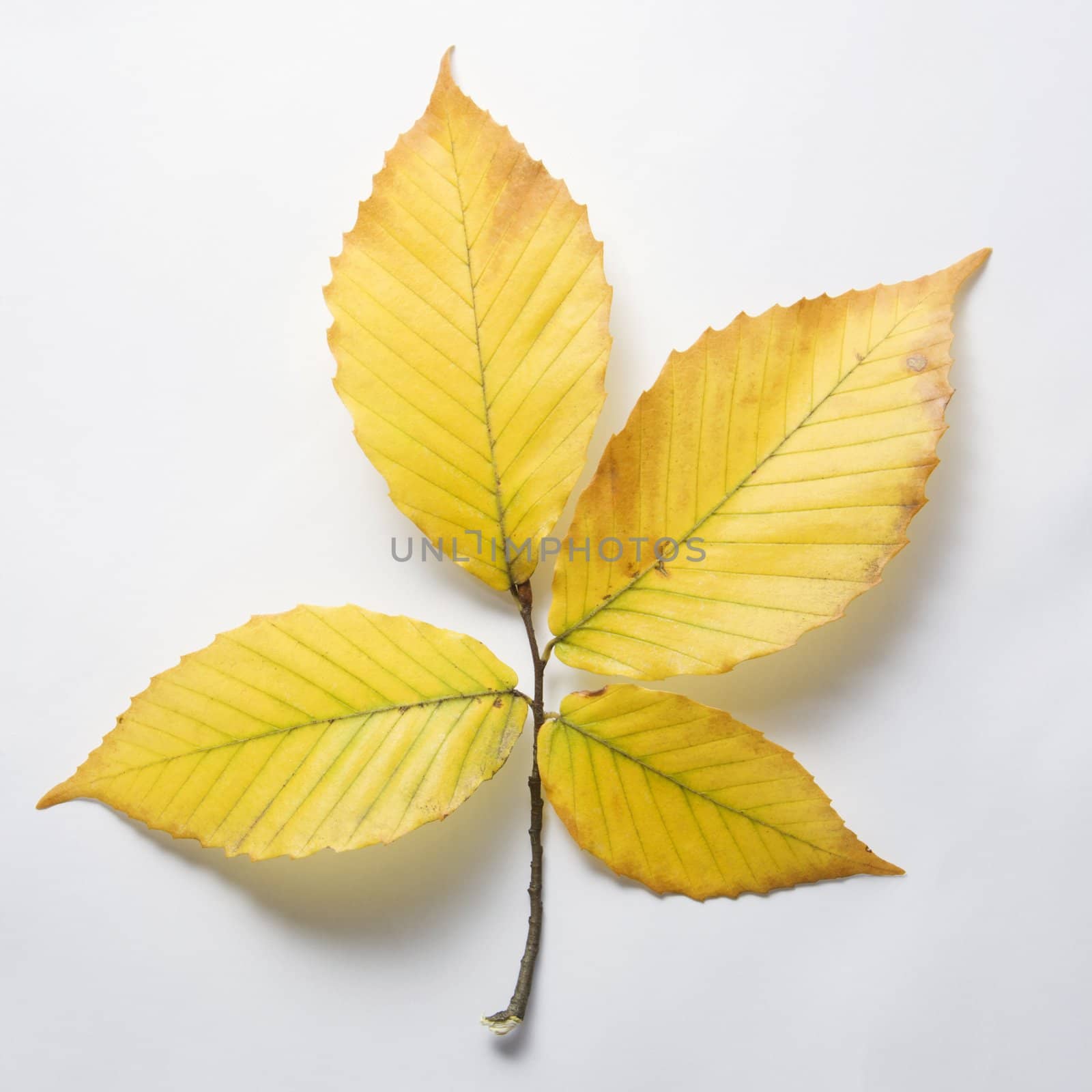 Branch of four yellow American Beech tree leaves against white background.