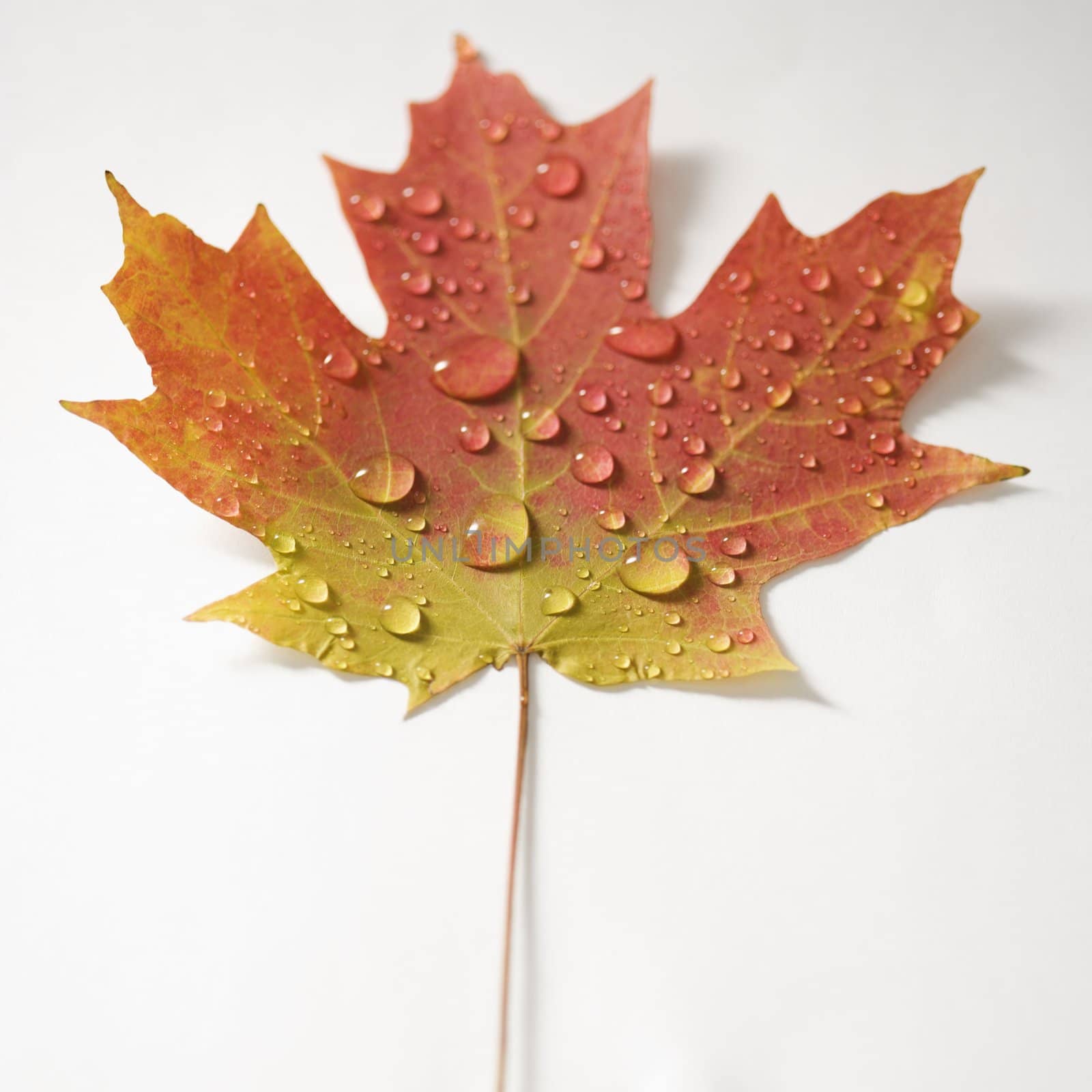 Maple leaf in Fall color. by iofoto