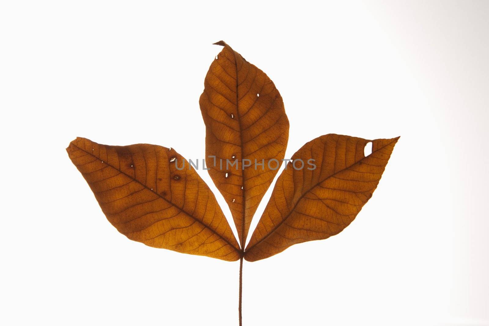 Branch of three brown Hickory leaves against white background.