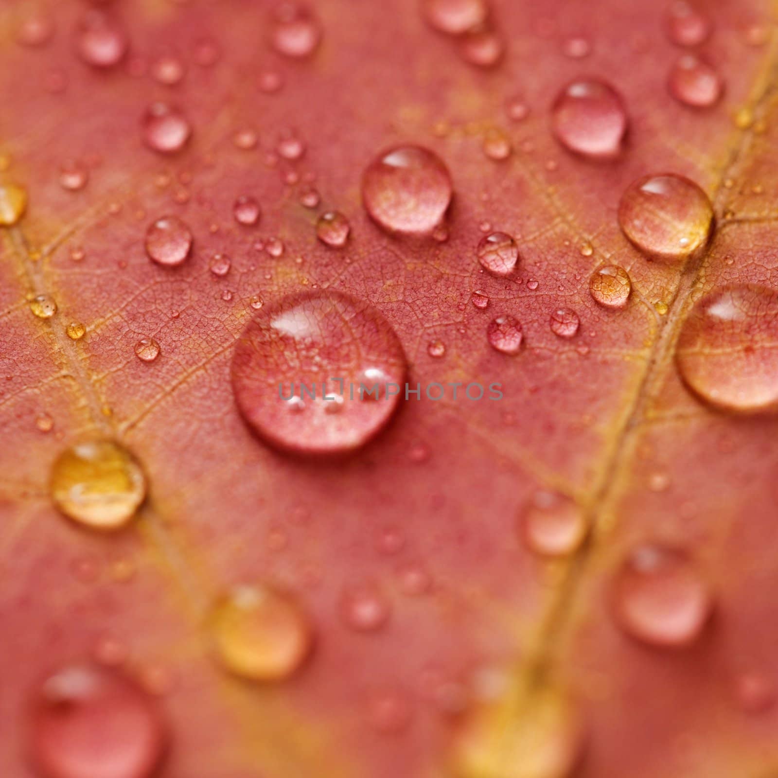 Close-up of Sugar Maple leaf in Fall color sprinkled with water droplets.