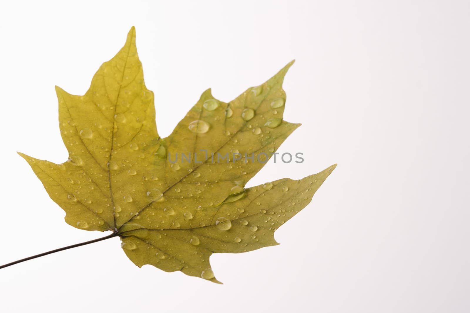 Wet Maple leaf. by iofoto