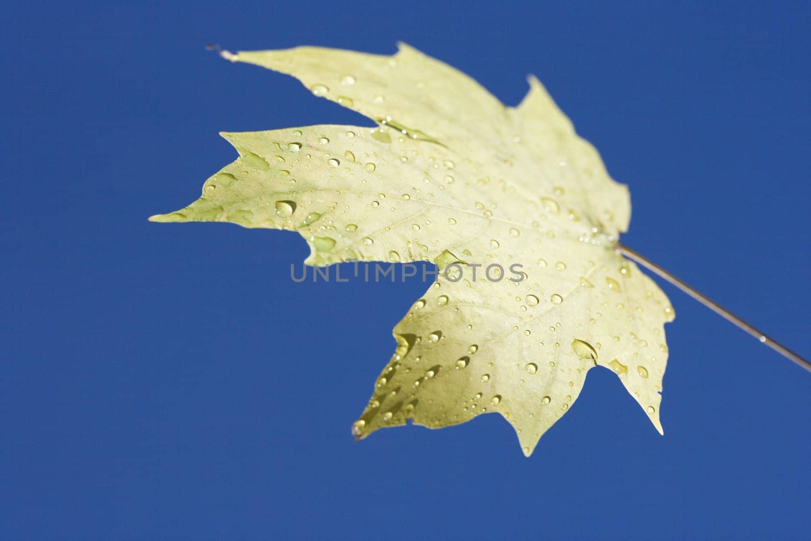 Sugar Maple leaf sprinkled with water droplets against blue background.