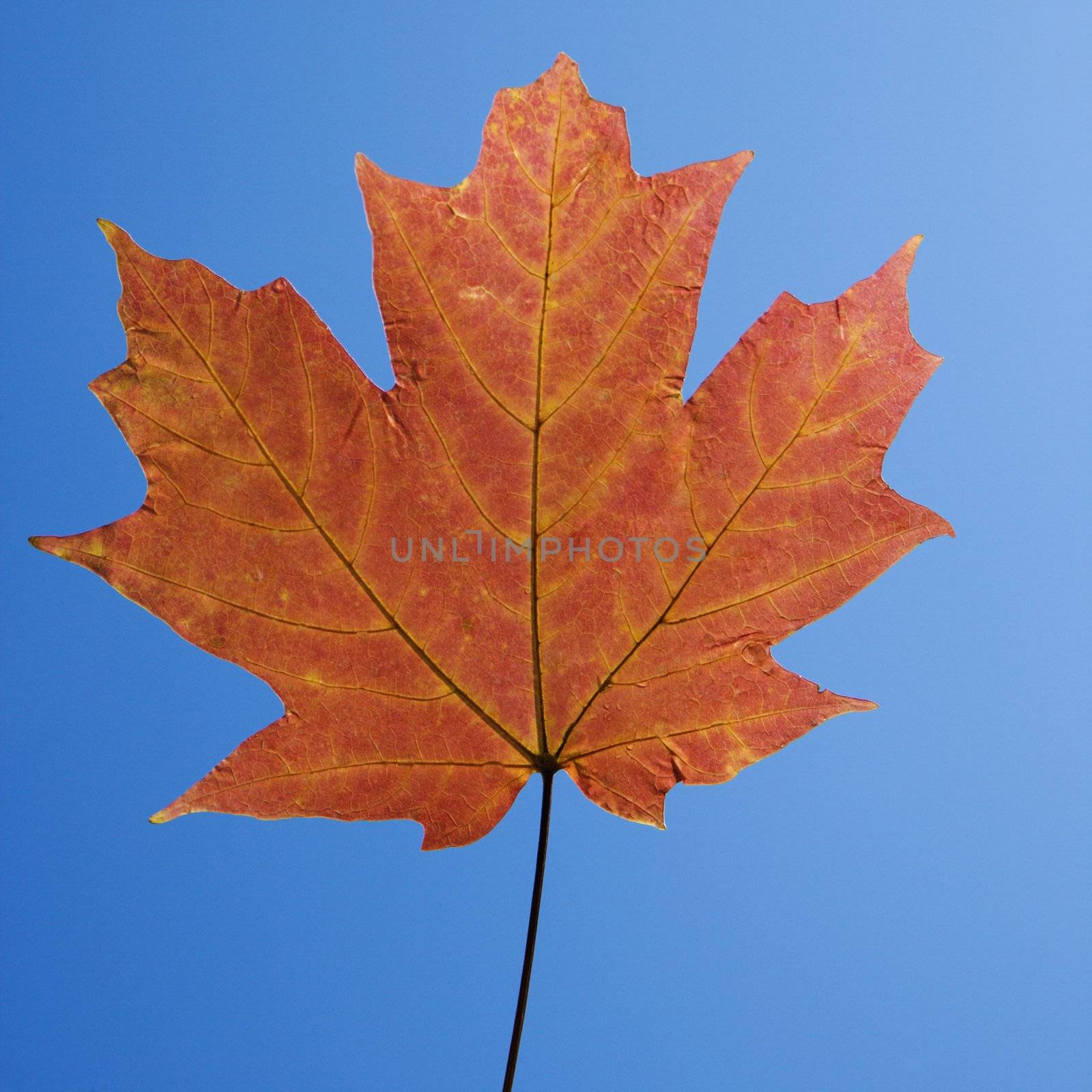 Red Sugar Maple leaf against blue background.