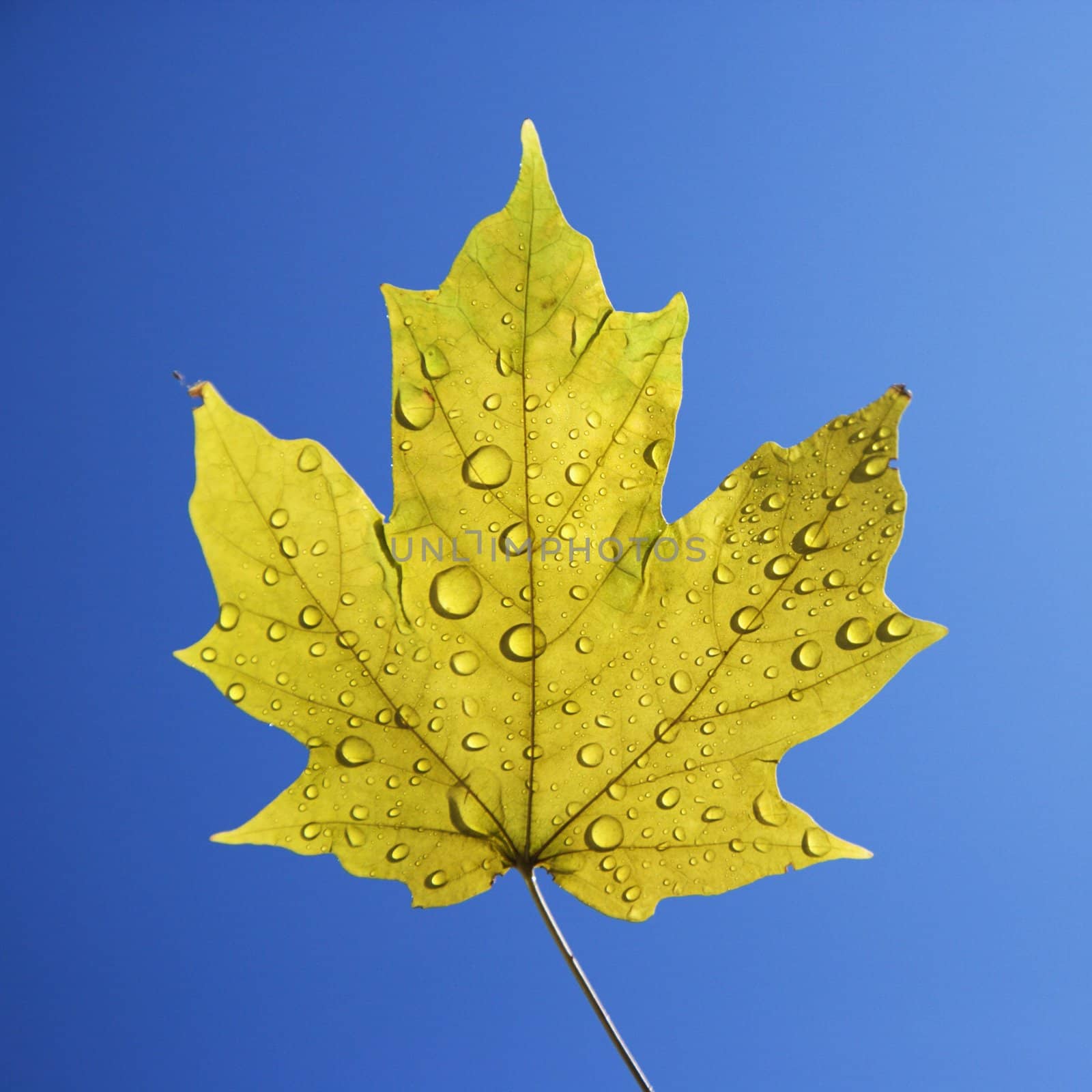 Sugar Maple leaf sprinkled with water droplets against blue background.