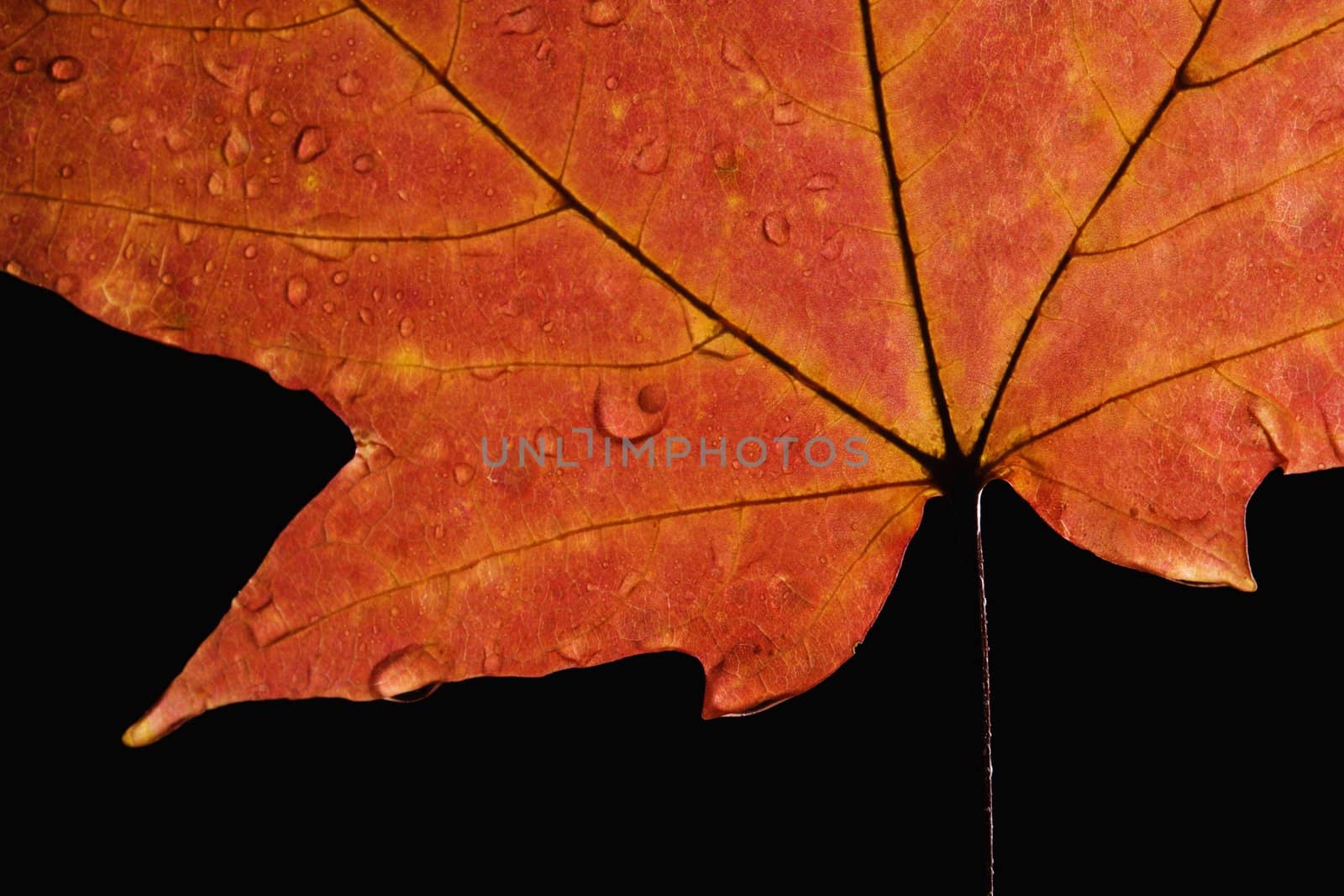 Close-up of Sugar Maple leaf in Fall color sprinkled with water droplets against black background.