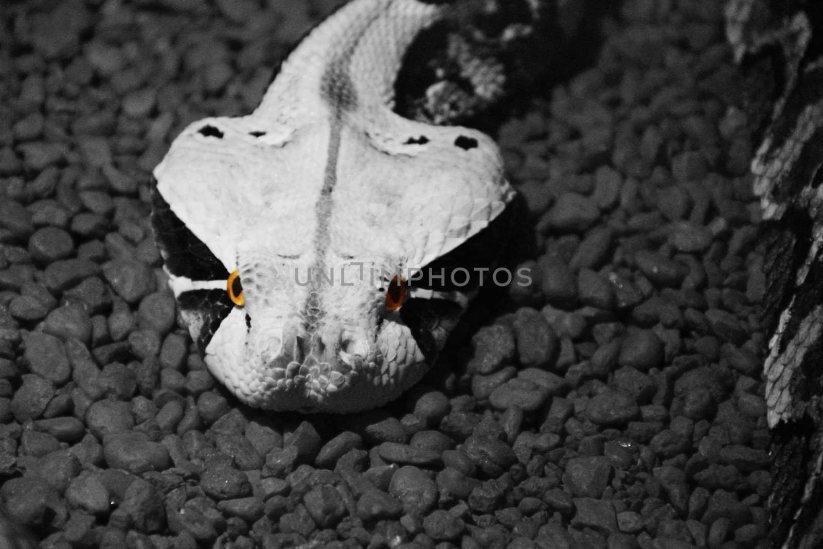 A snake in black and white with only their eyes in color.
