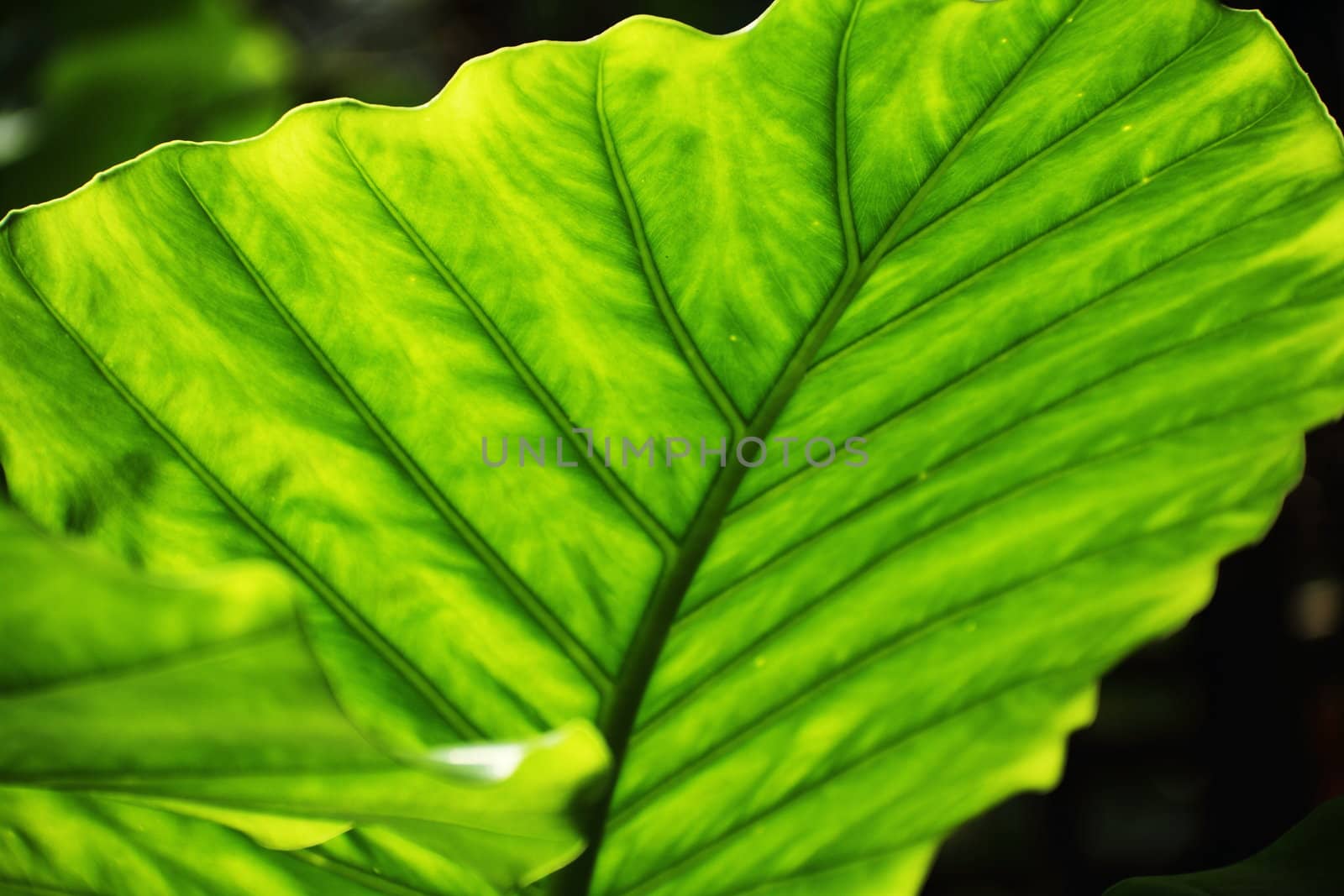 Lush green tropical leaves with sunlight shinning through them.