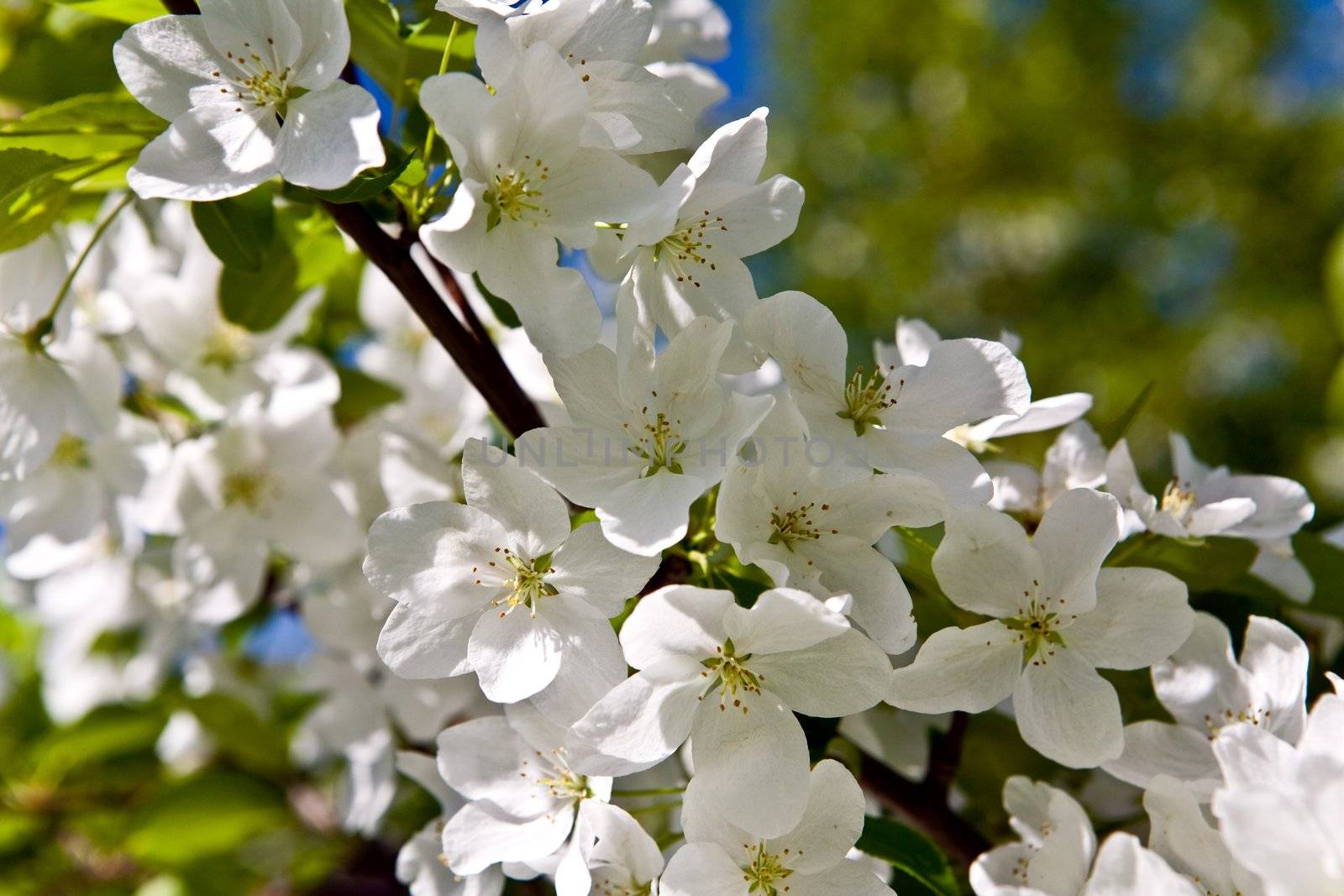 Apple-tree in color 2 by DimasEKB