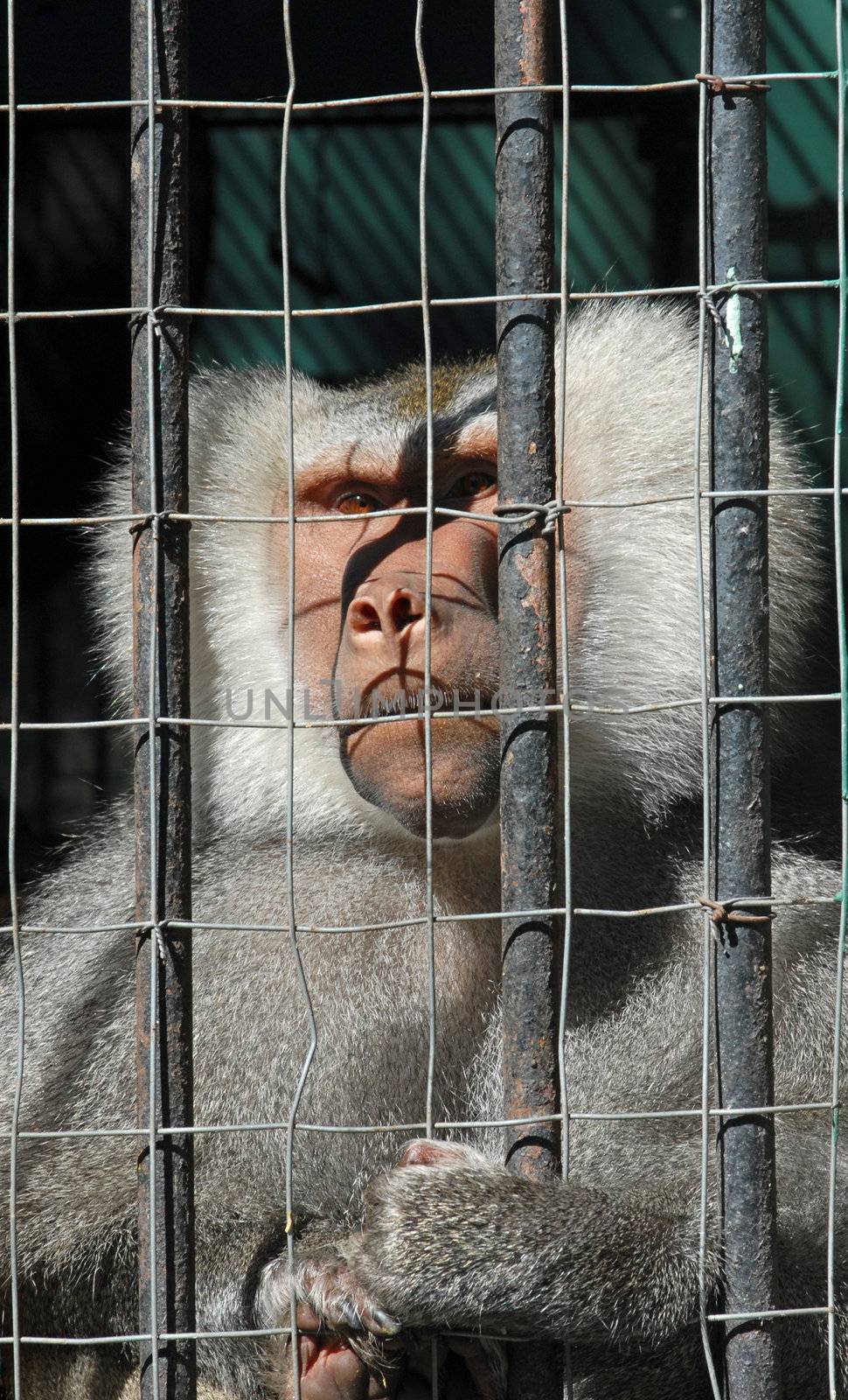 Mandrill monkey with sadness in his eyes as he looks through his cage