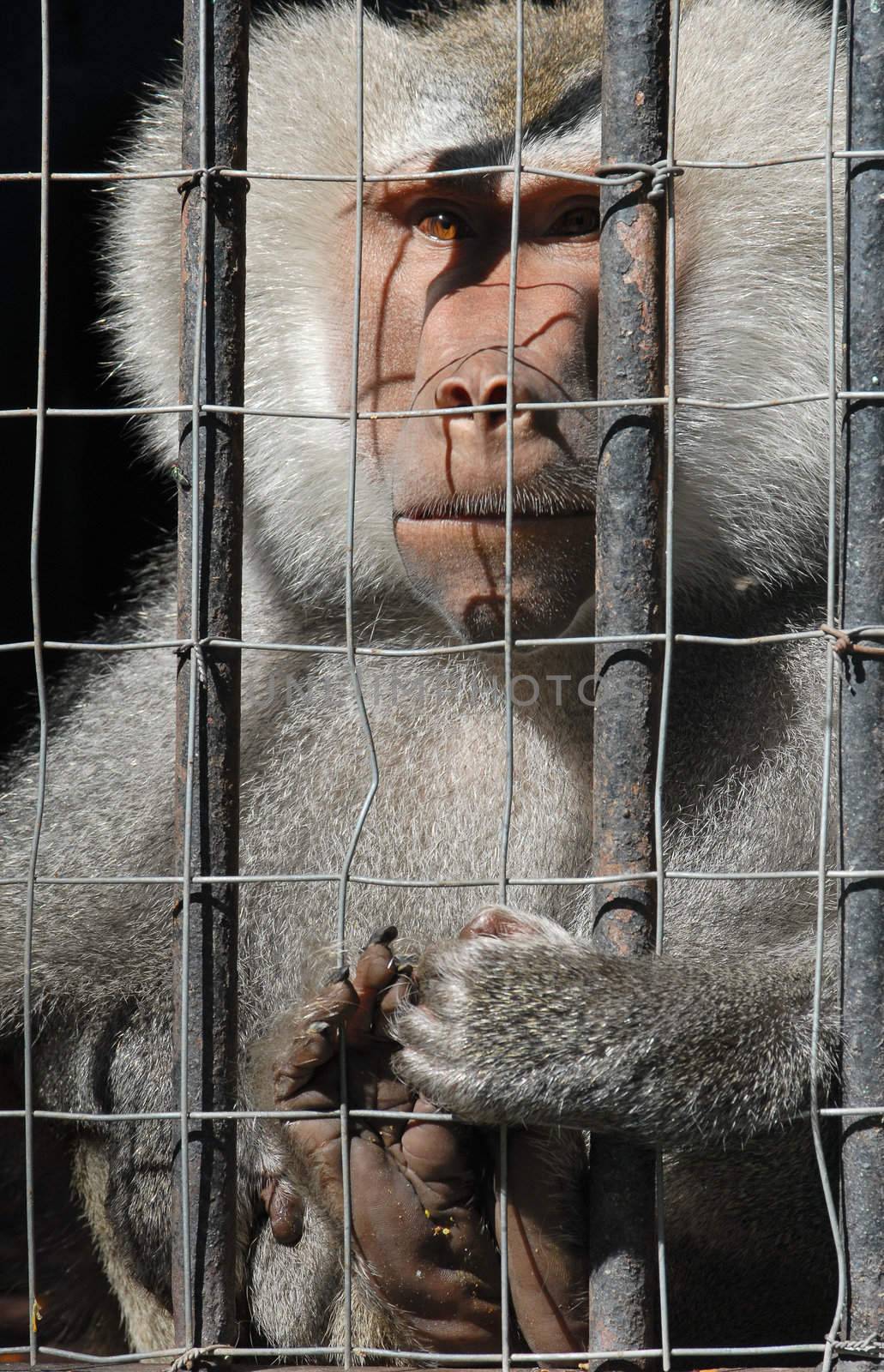 Mandrill monkey behind bars at the zoo by cienpies