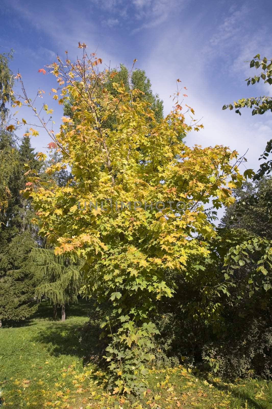 Collection of autumn leaves in tree nurseries 2