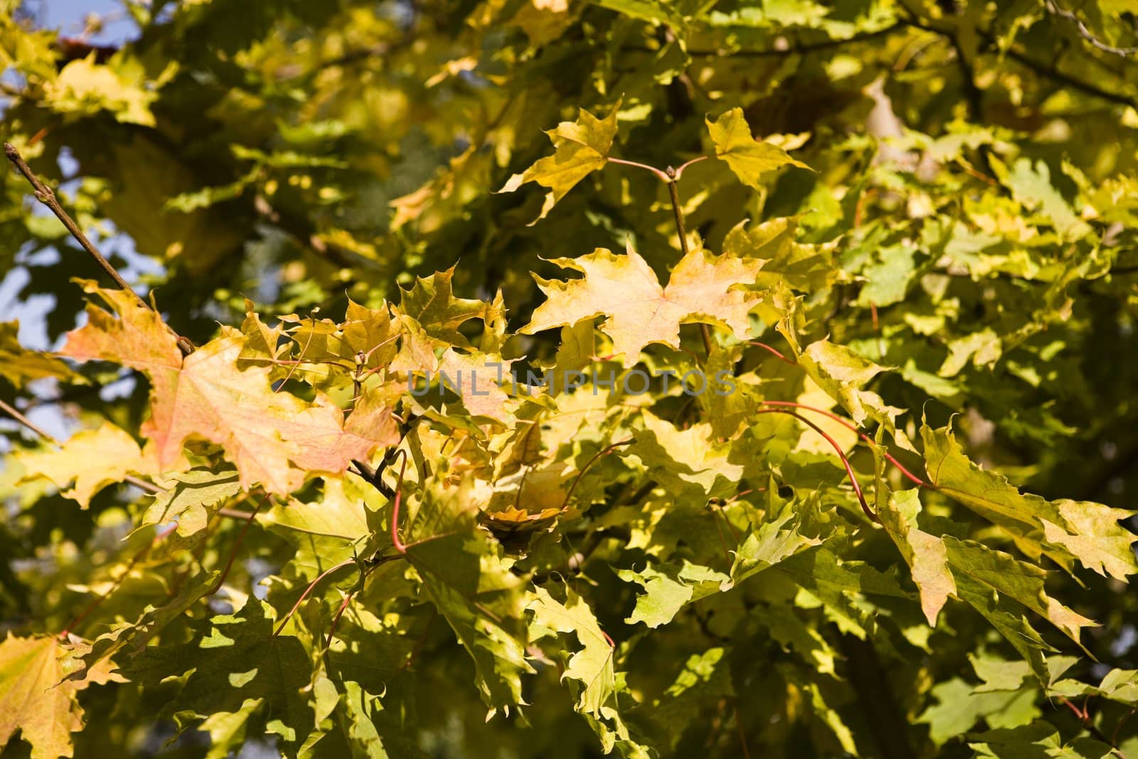 Collection of autumn leaves in tree nurseries